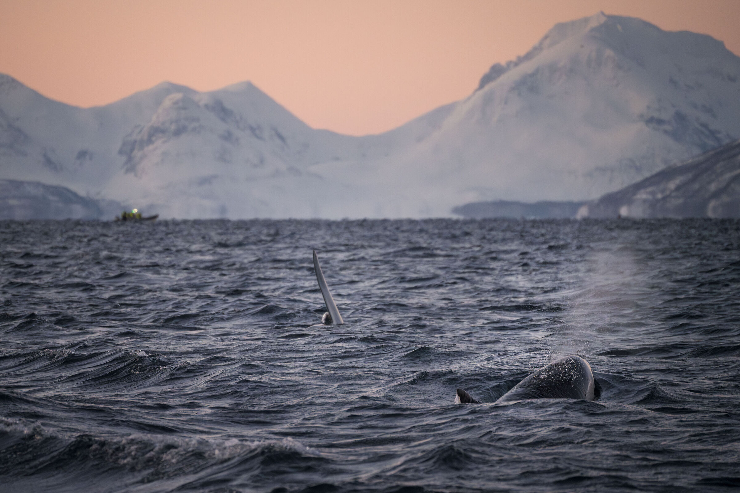 Orcas