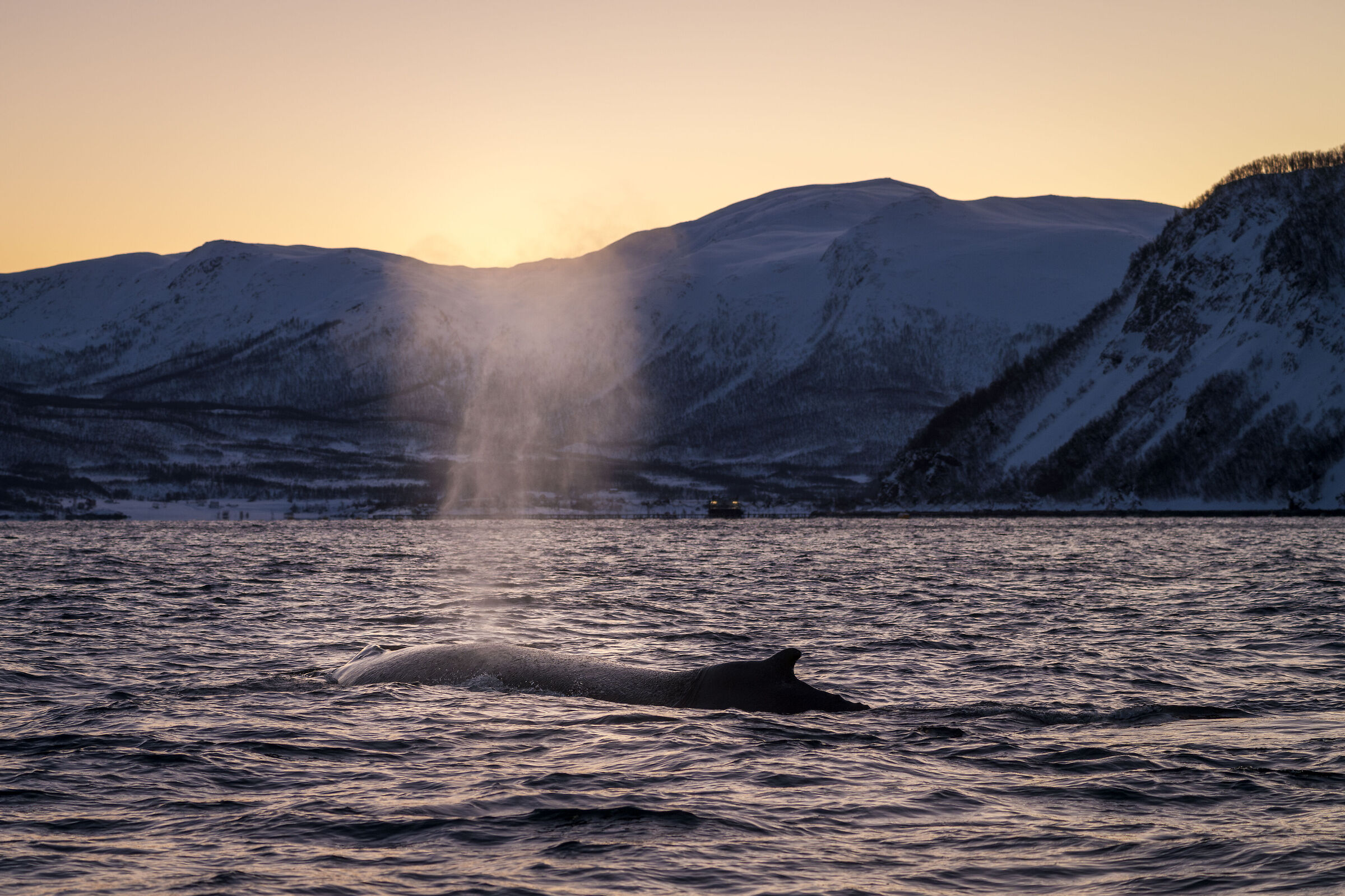 Fin whale