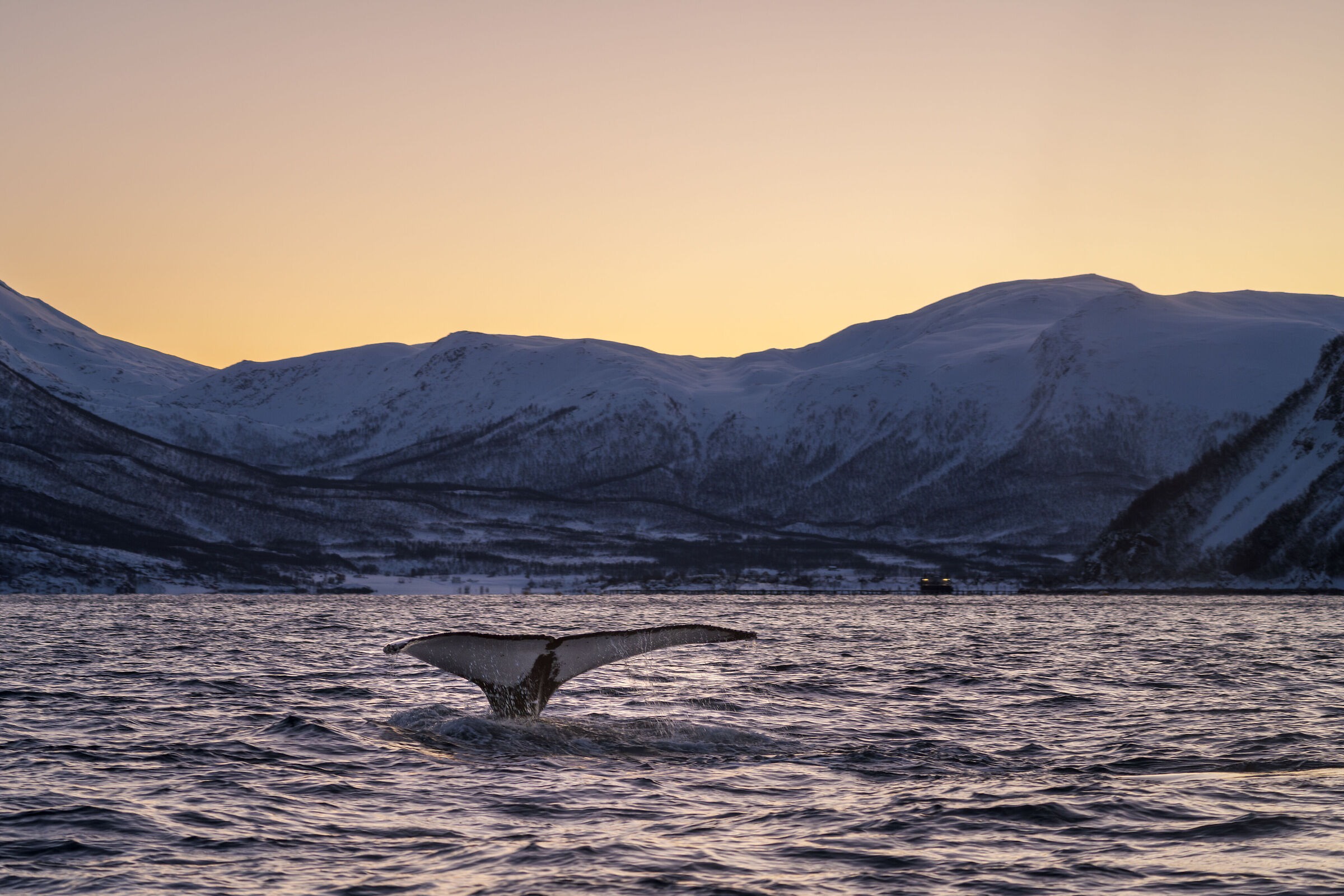 Fin whale