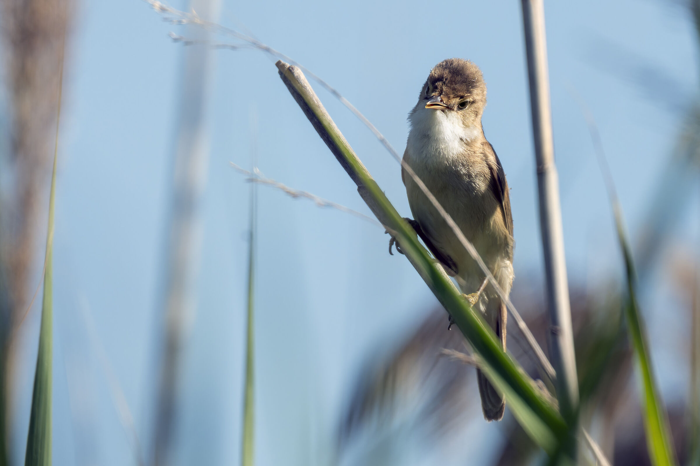 Reed Warbler