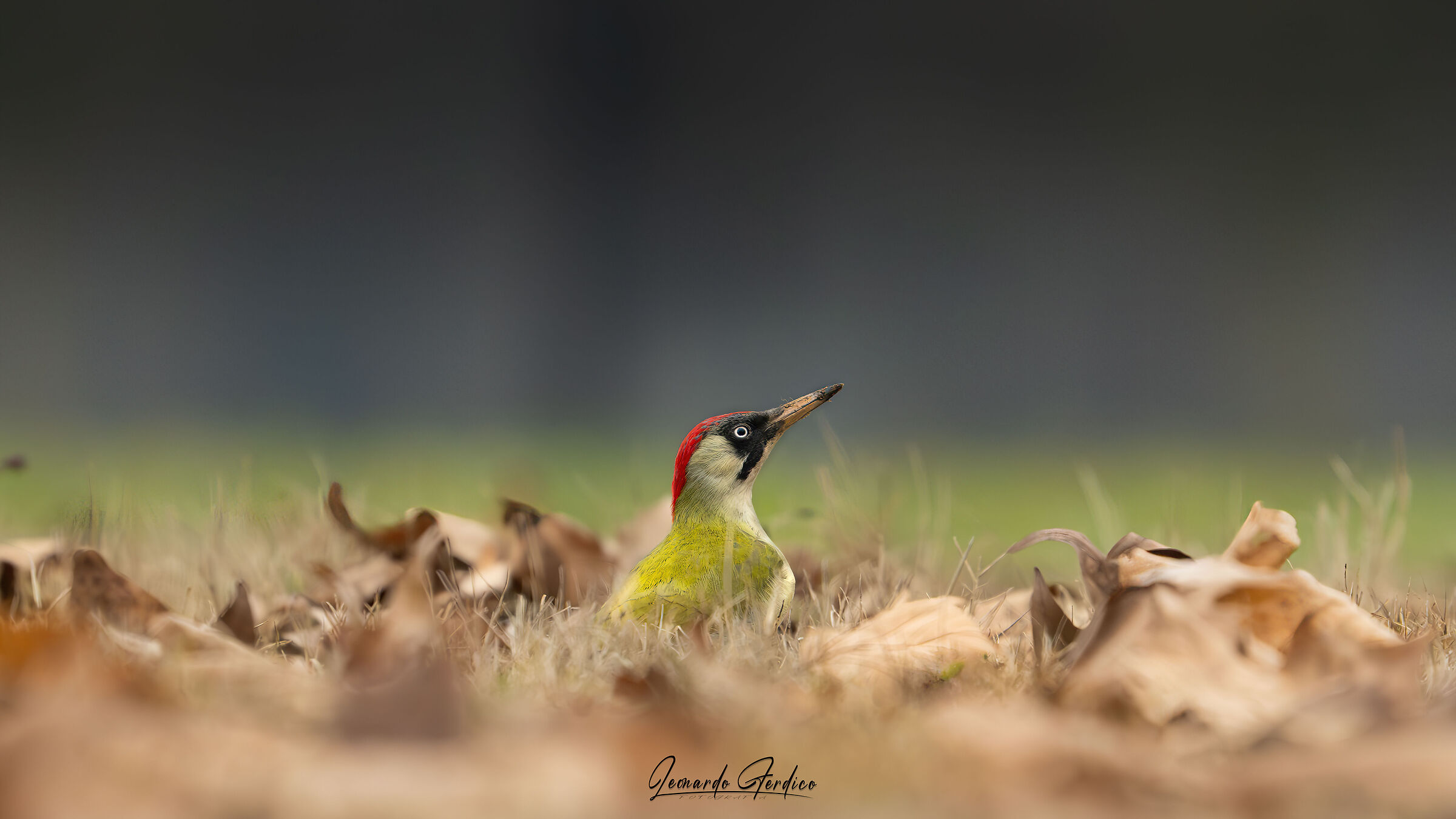 The colorful green woodpecker