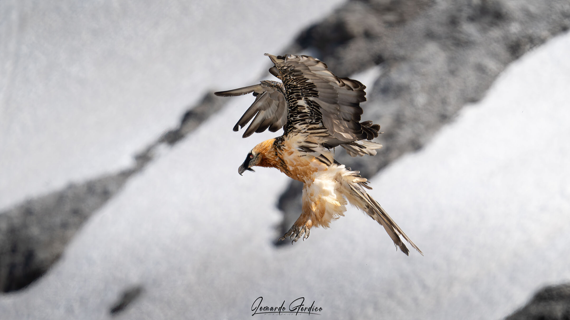 The majestic bearded vulture