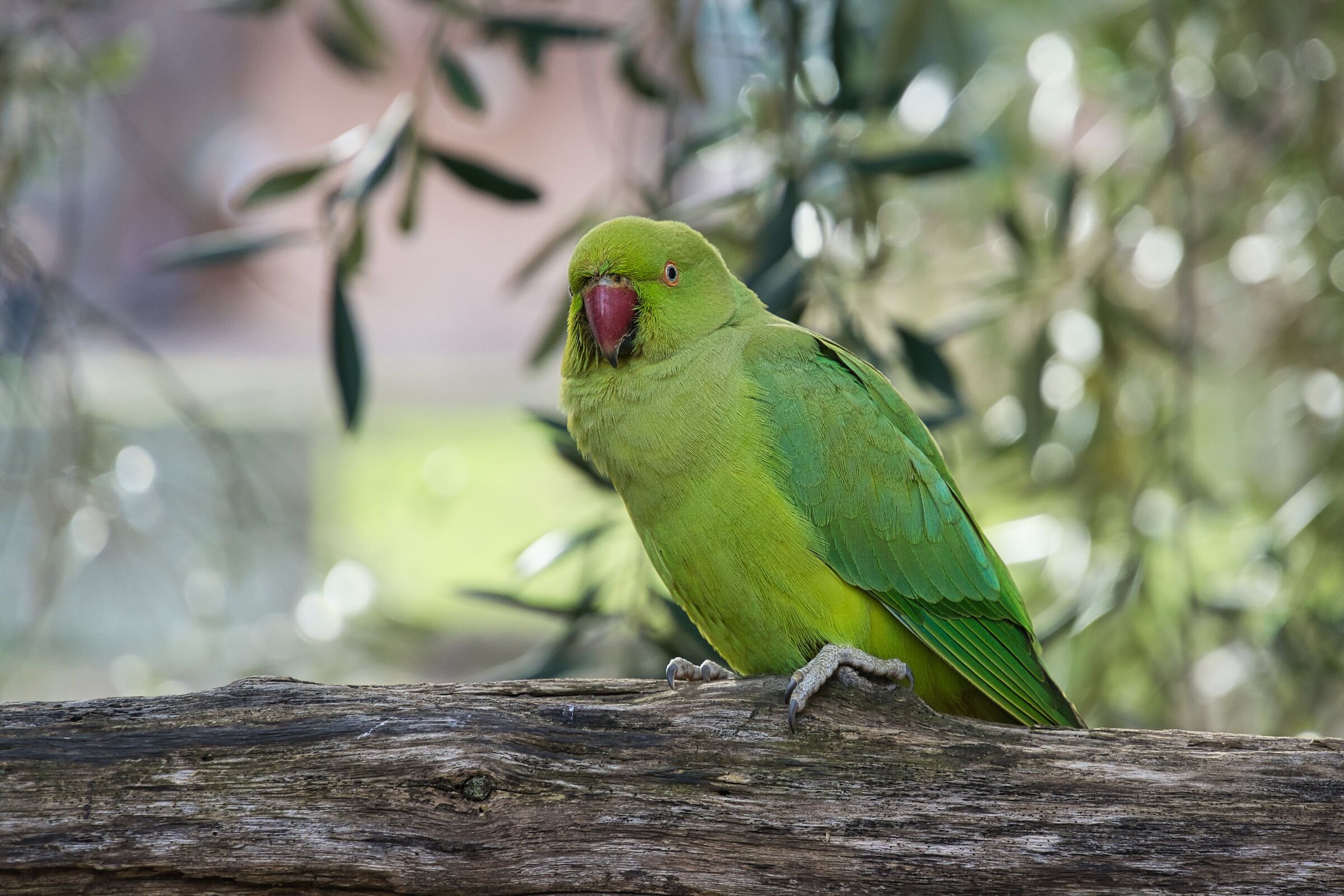 Parrocchetto al Palatino