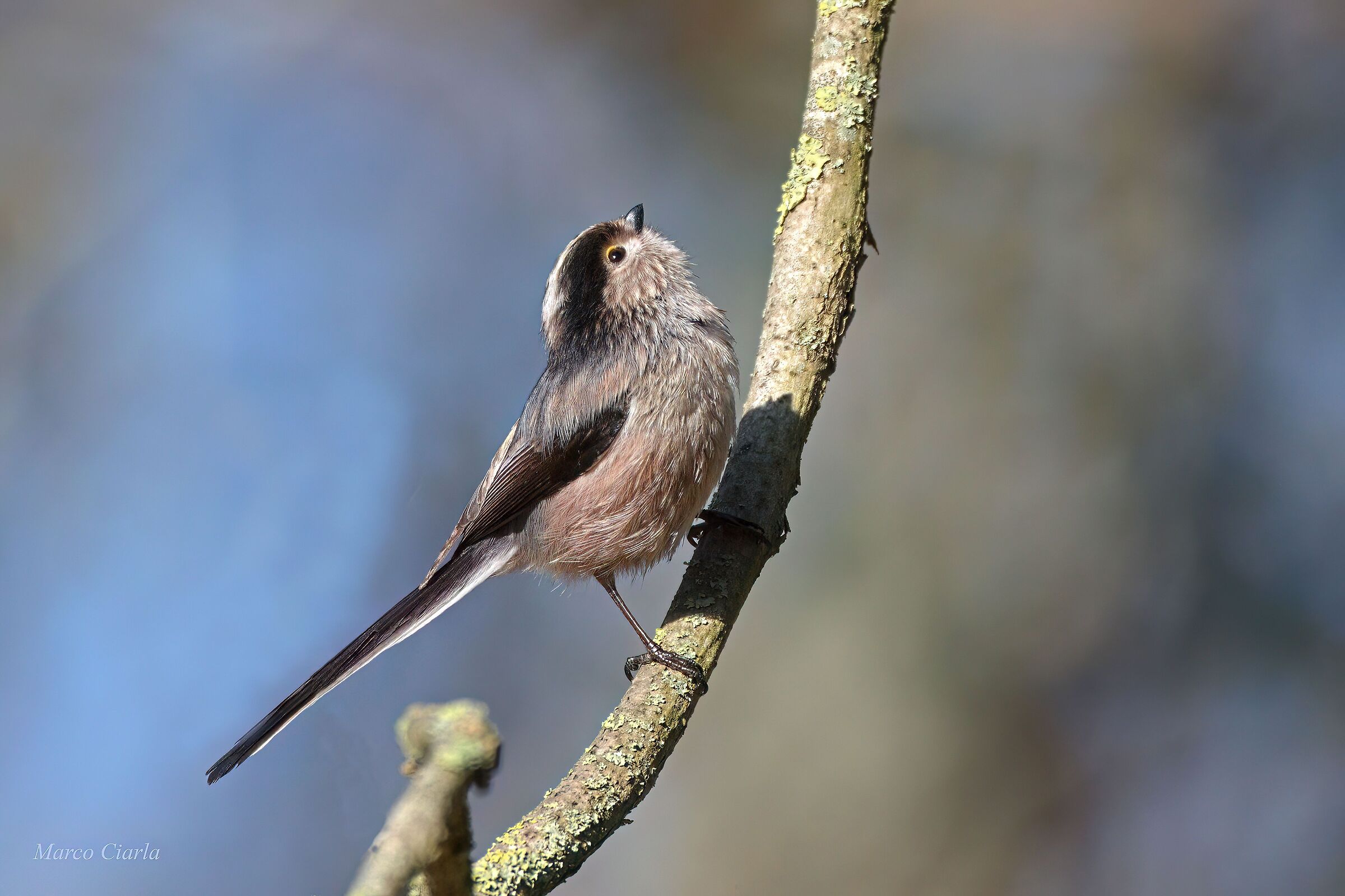 Codibùgnolo (Aegithalos caudatus )