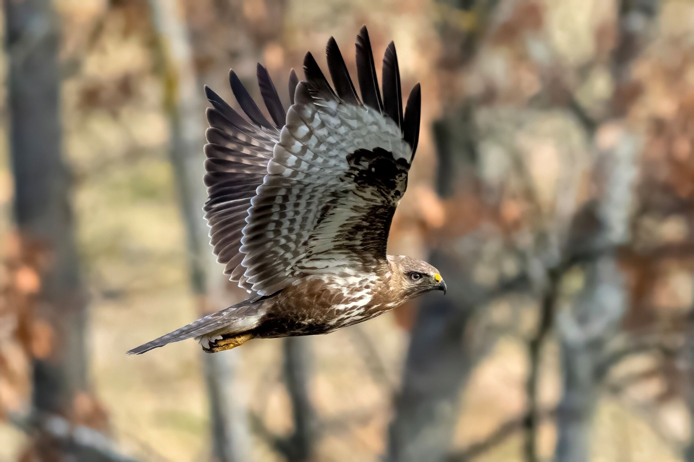 Buzzard (Buteo buteo)