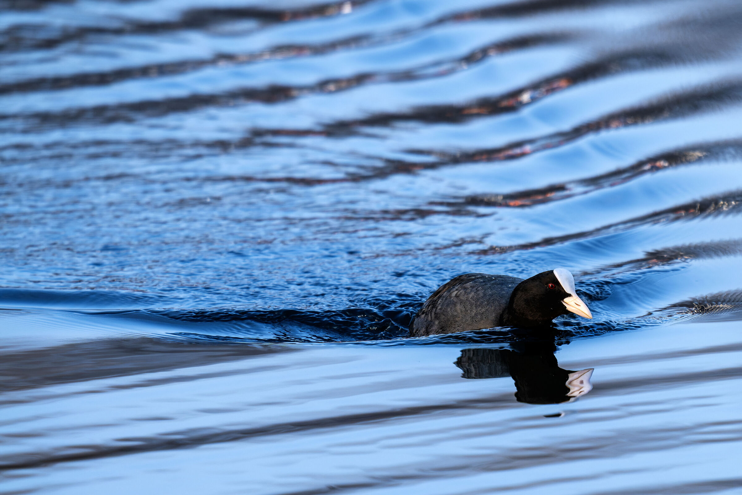 Coot Test Viltrox 2x and 400gm