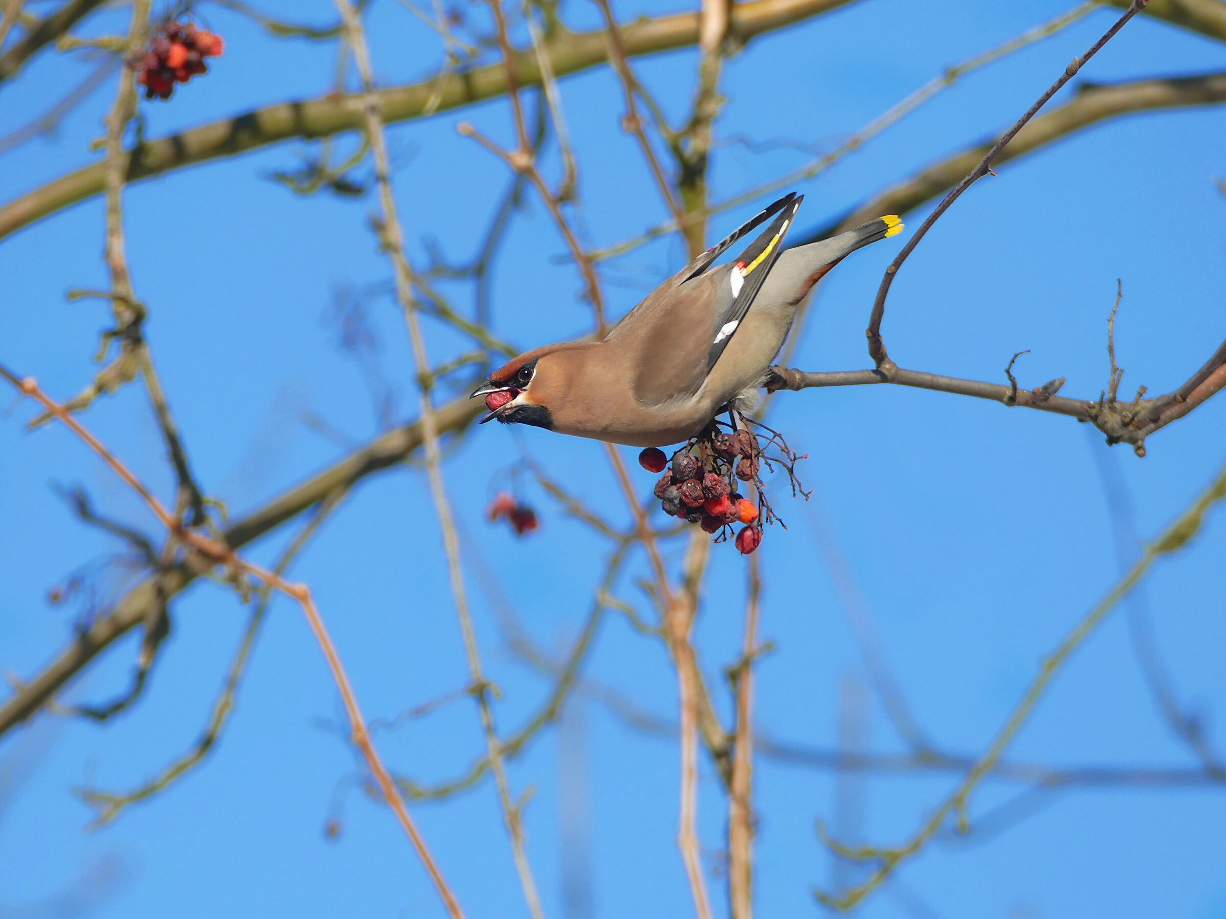 Waxwing