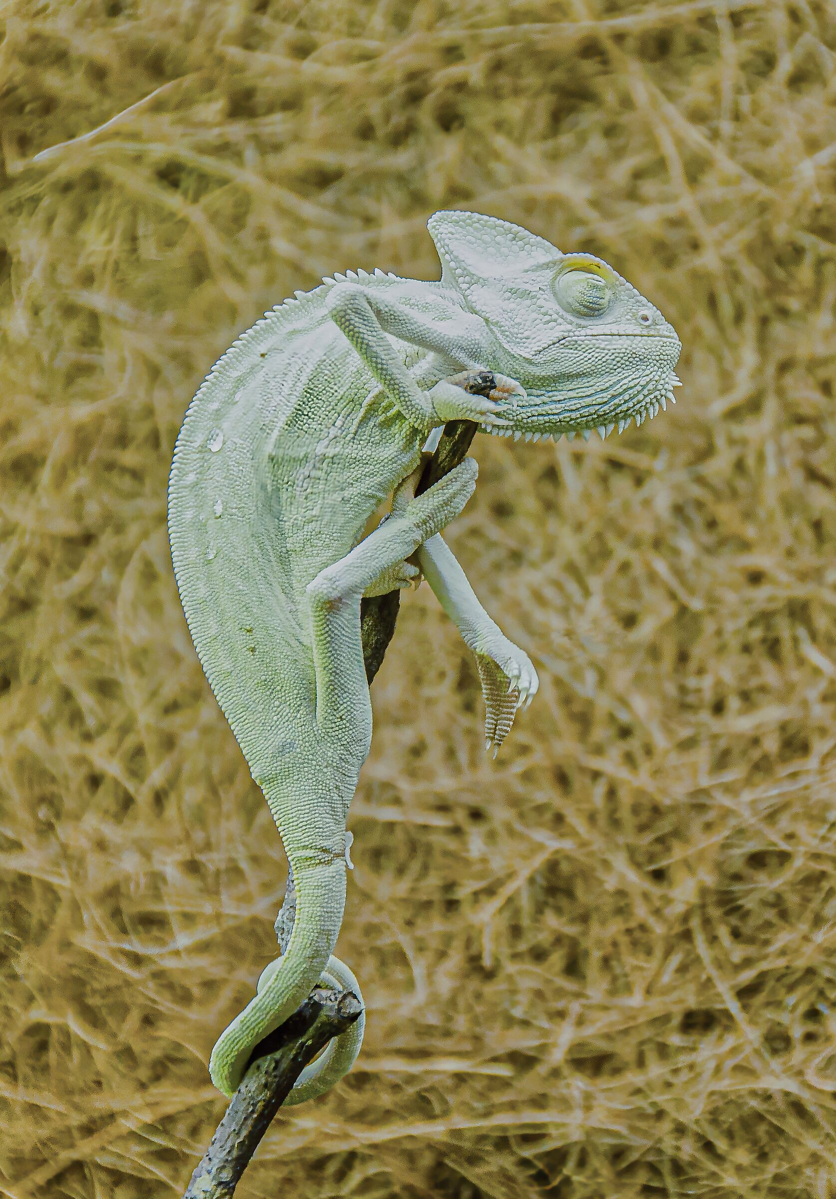 camaleonte velato