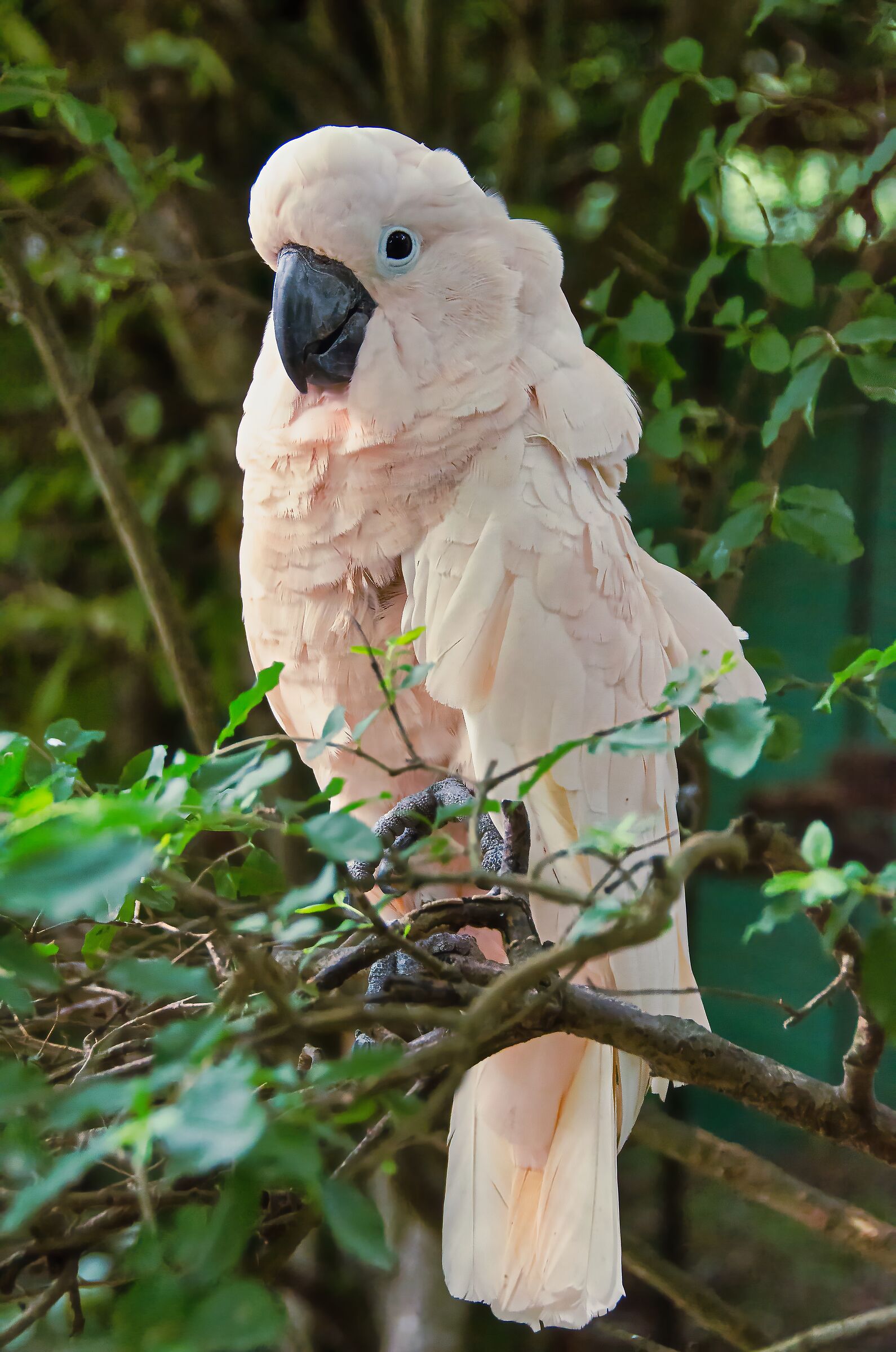Cacatua crestasalmone