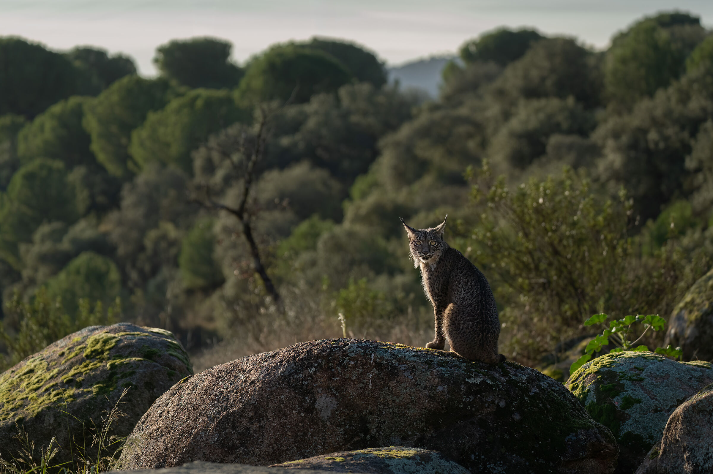 Iberian Lynx