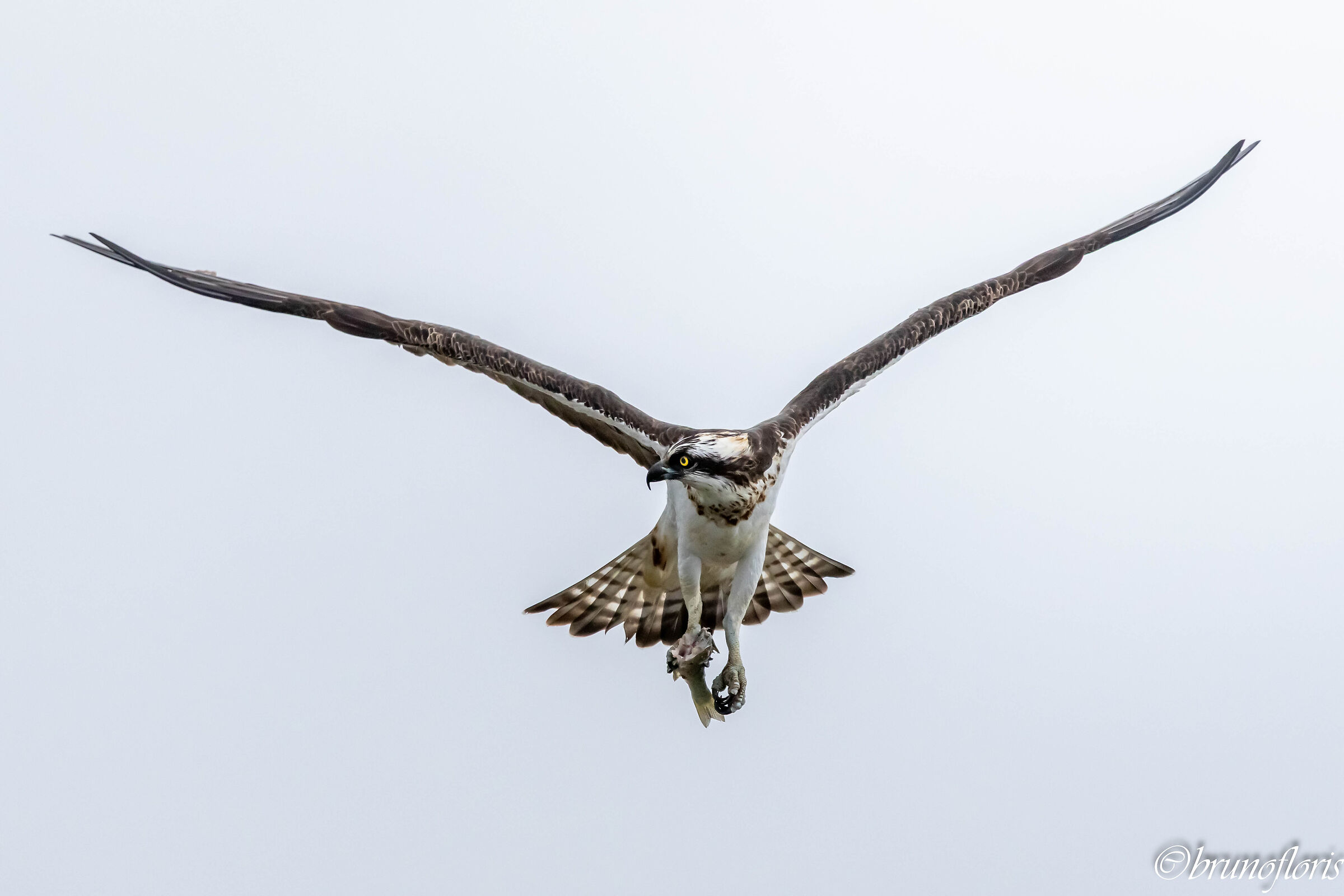 Falco pescatore con preda
