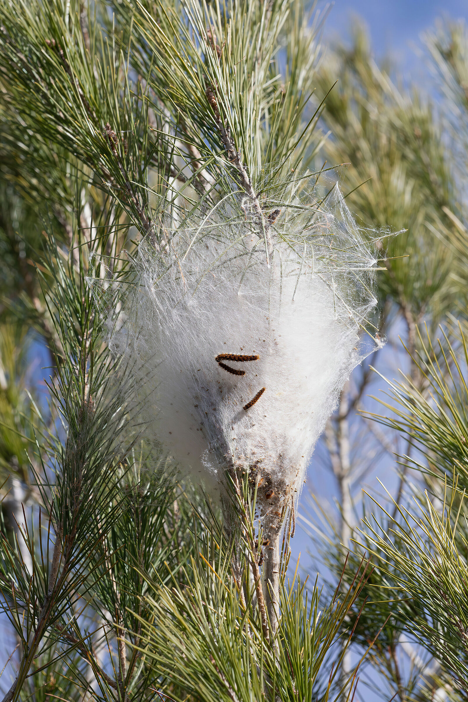 Winter outing for the processionary moths