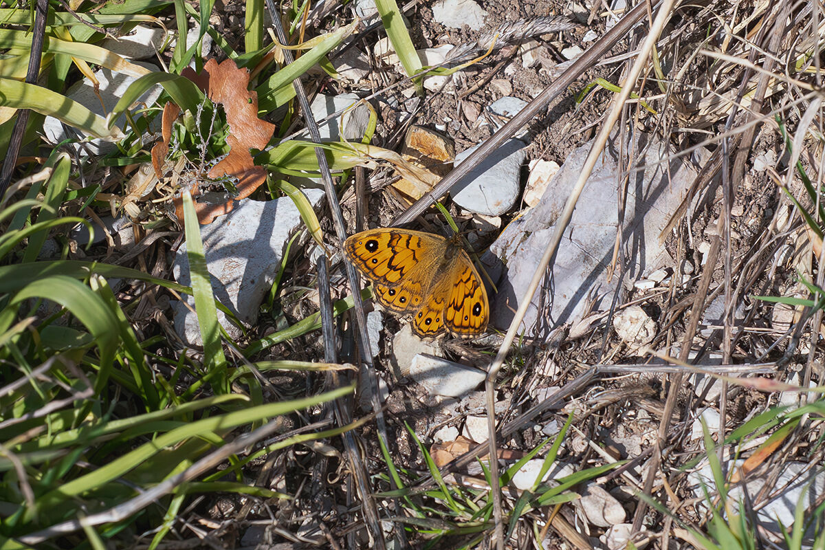 First butterfly of 2026: Lasiommata hag