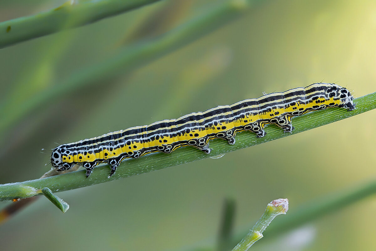 Caterpillar by Apopestes spectrum