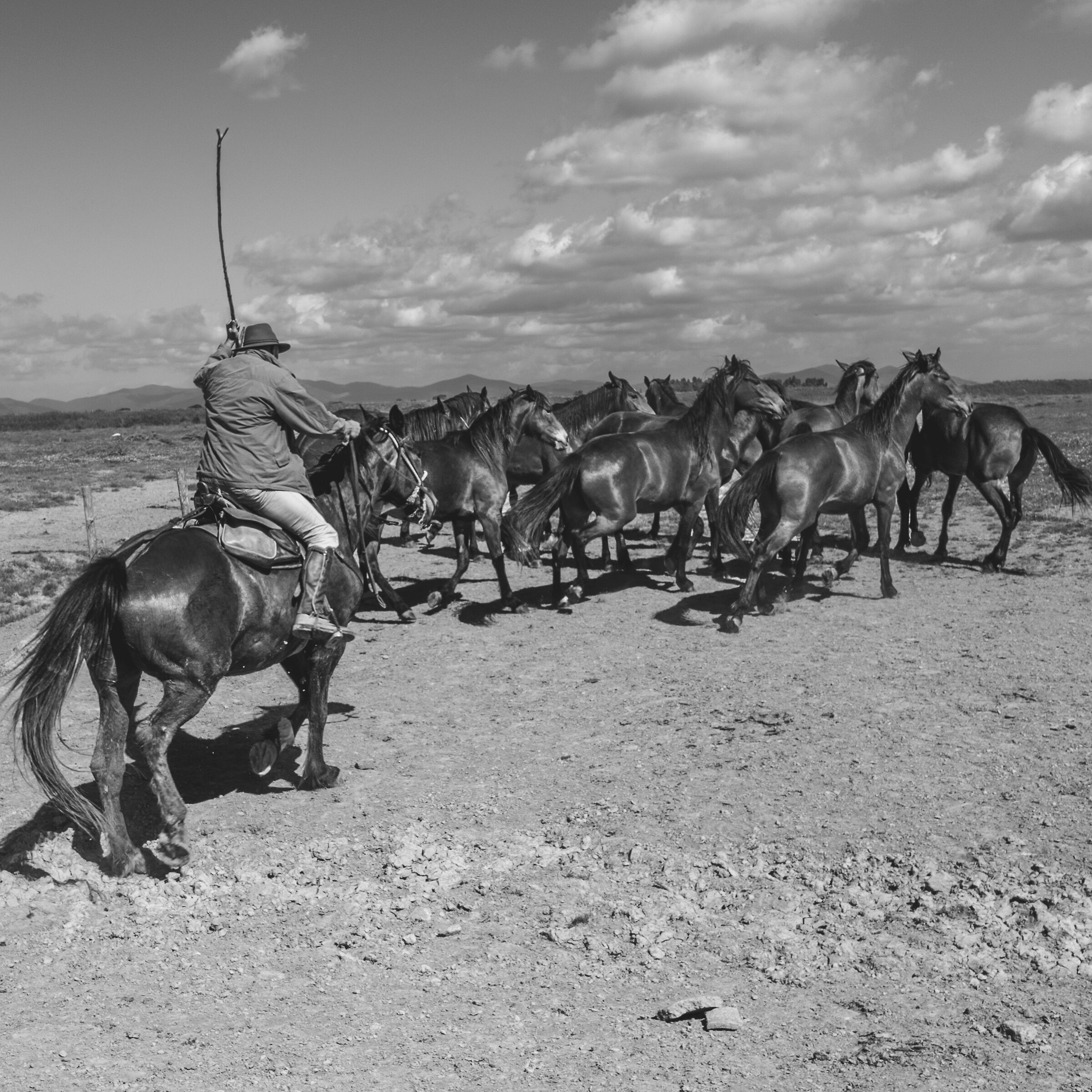 The cowboys of the Maremma of Alberese (Grosseto)