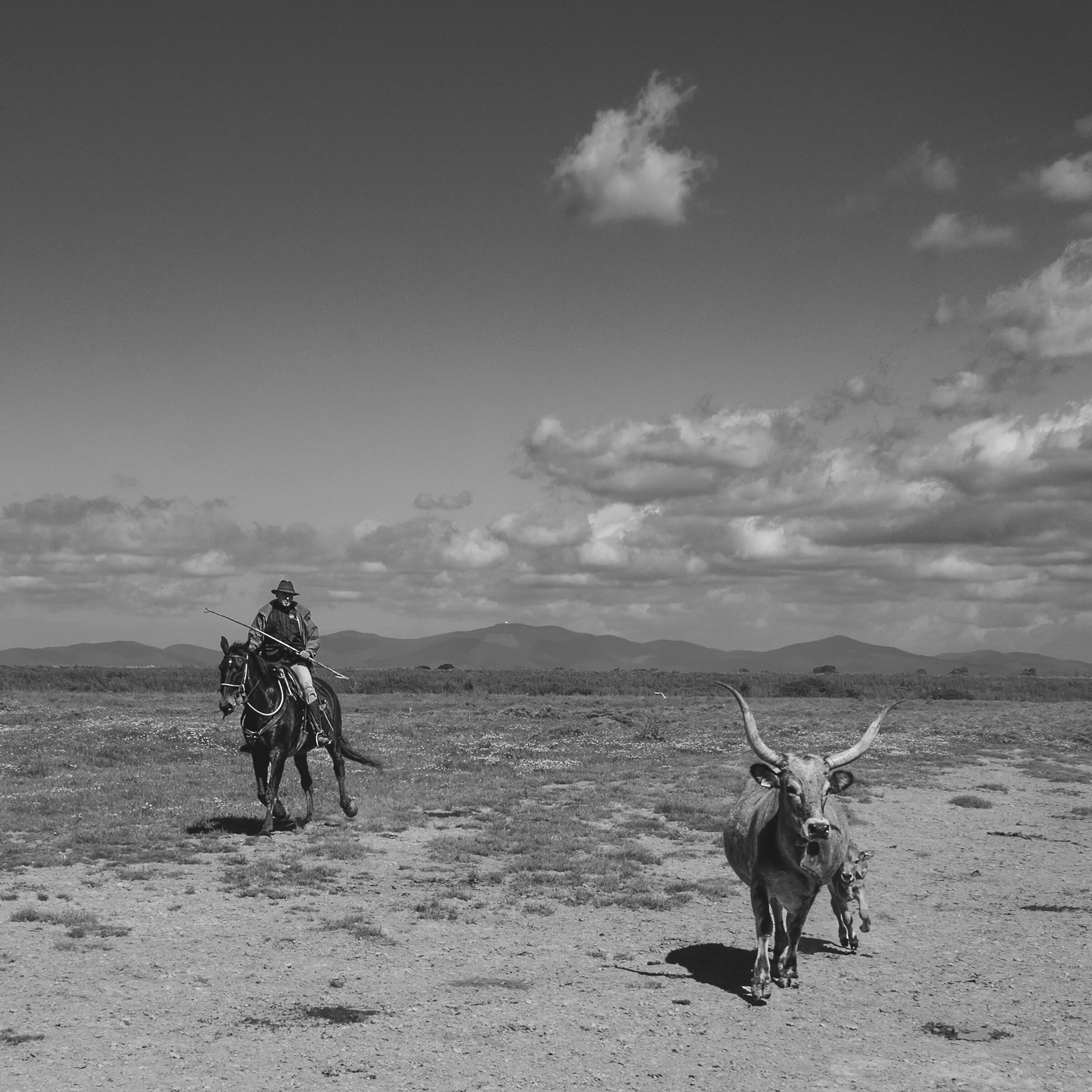 The cowboys of the Maremma of Alberese
