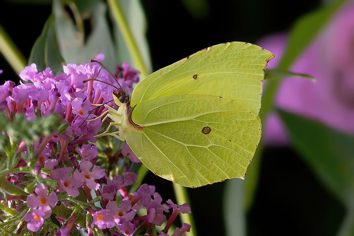 Gonepteryx rhamni (leaf butterfly)