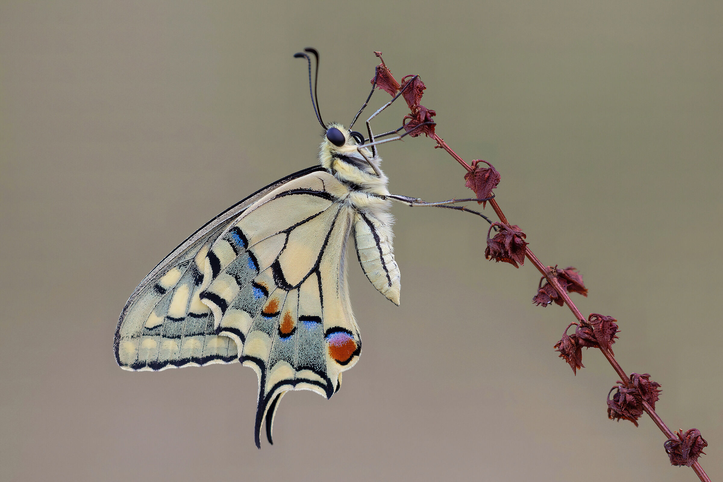 Papilio machaon