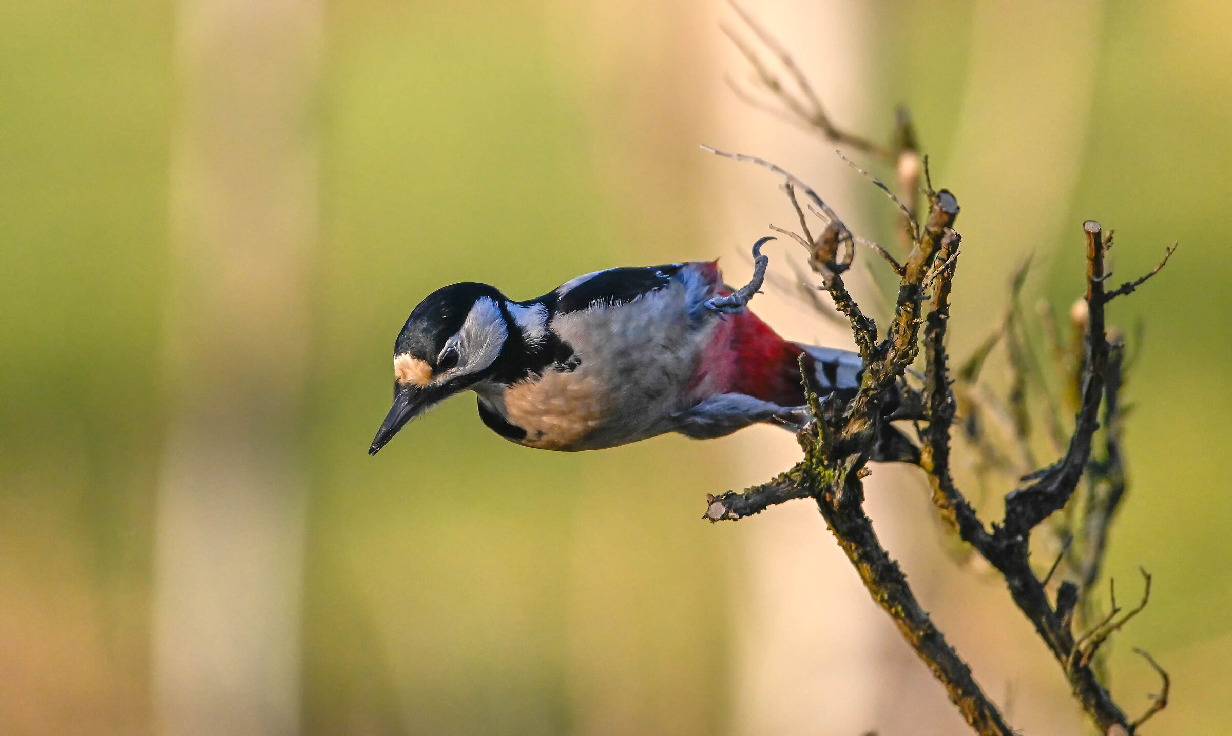 Spotted woodpecker #capannocora