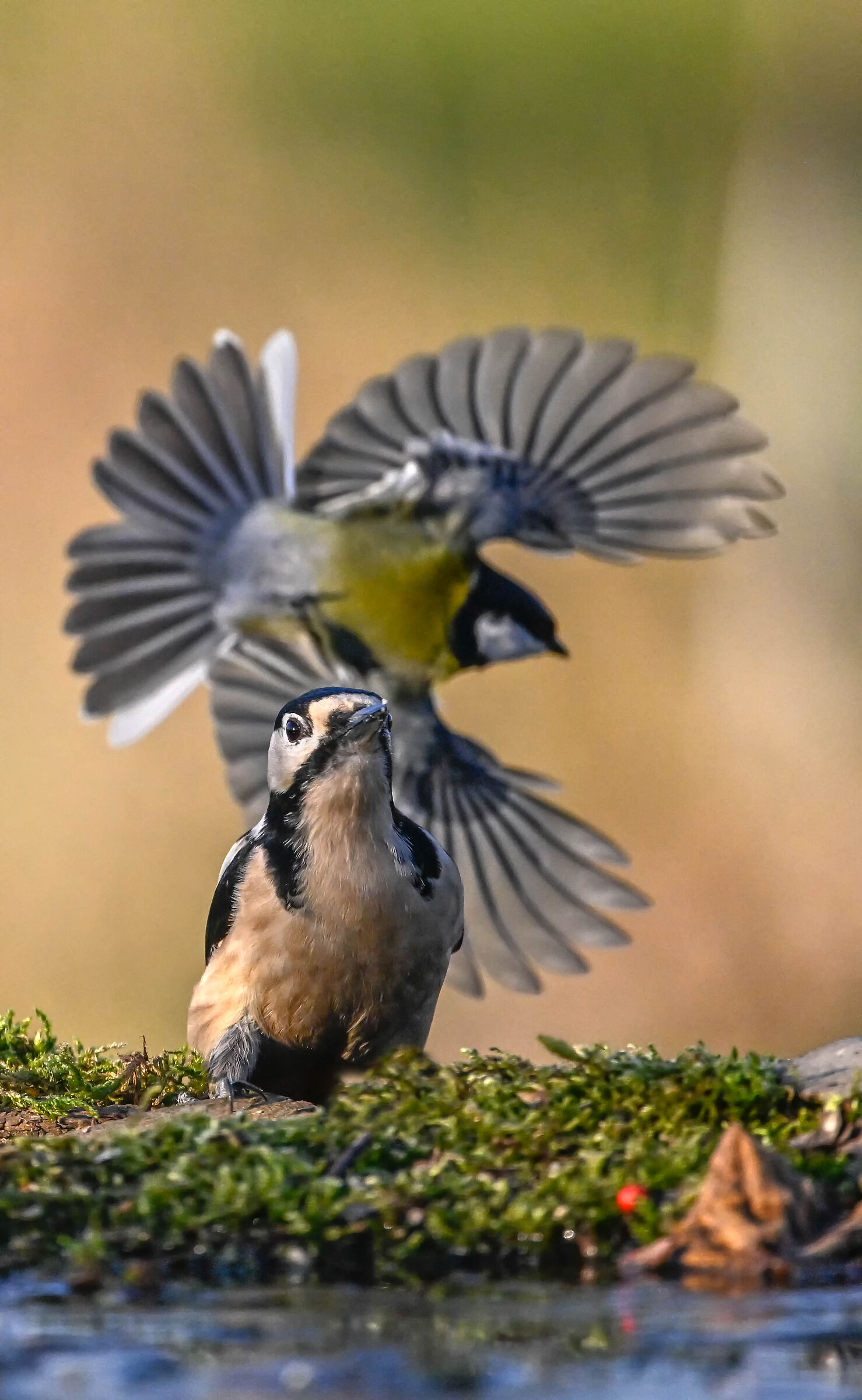 Spotted woodpecker #capannocora