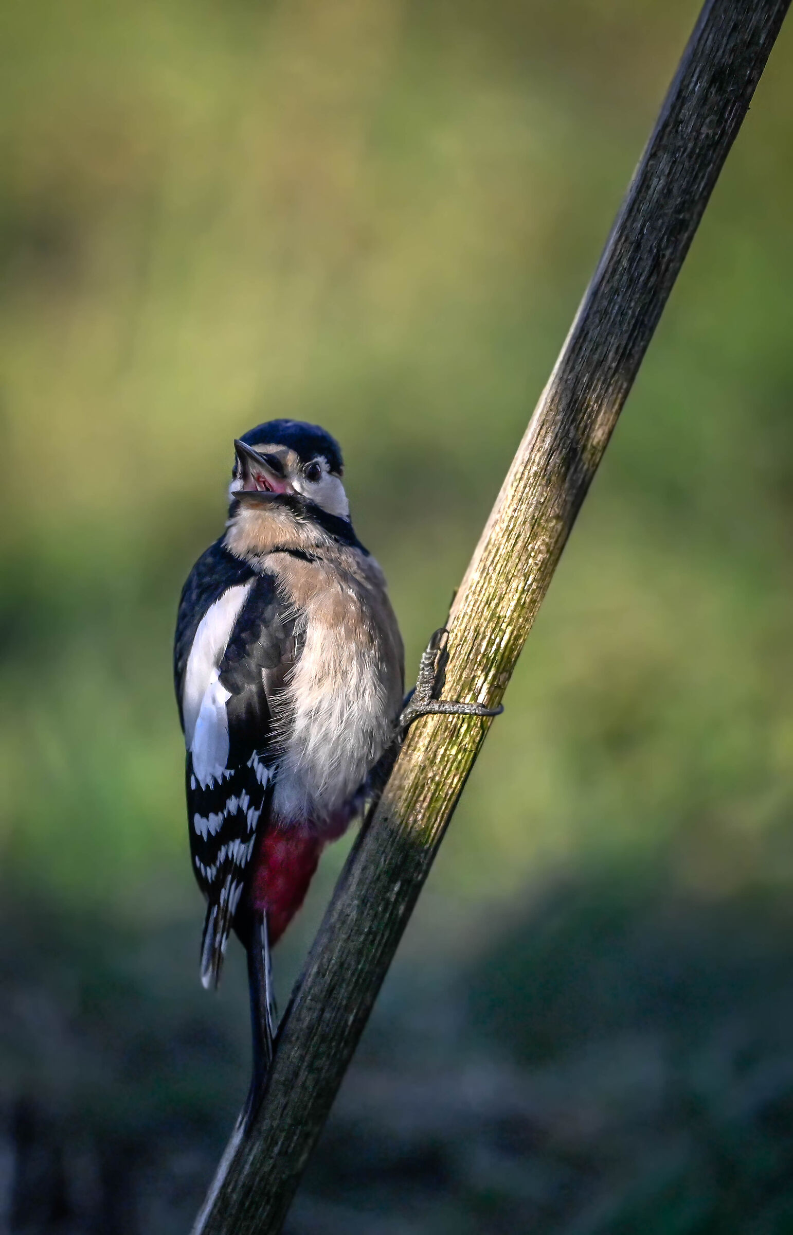Spotted woodpecker #capannocora