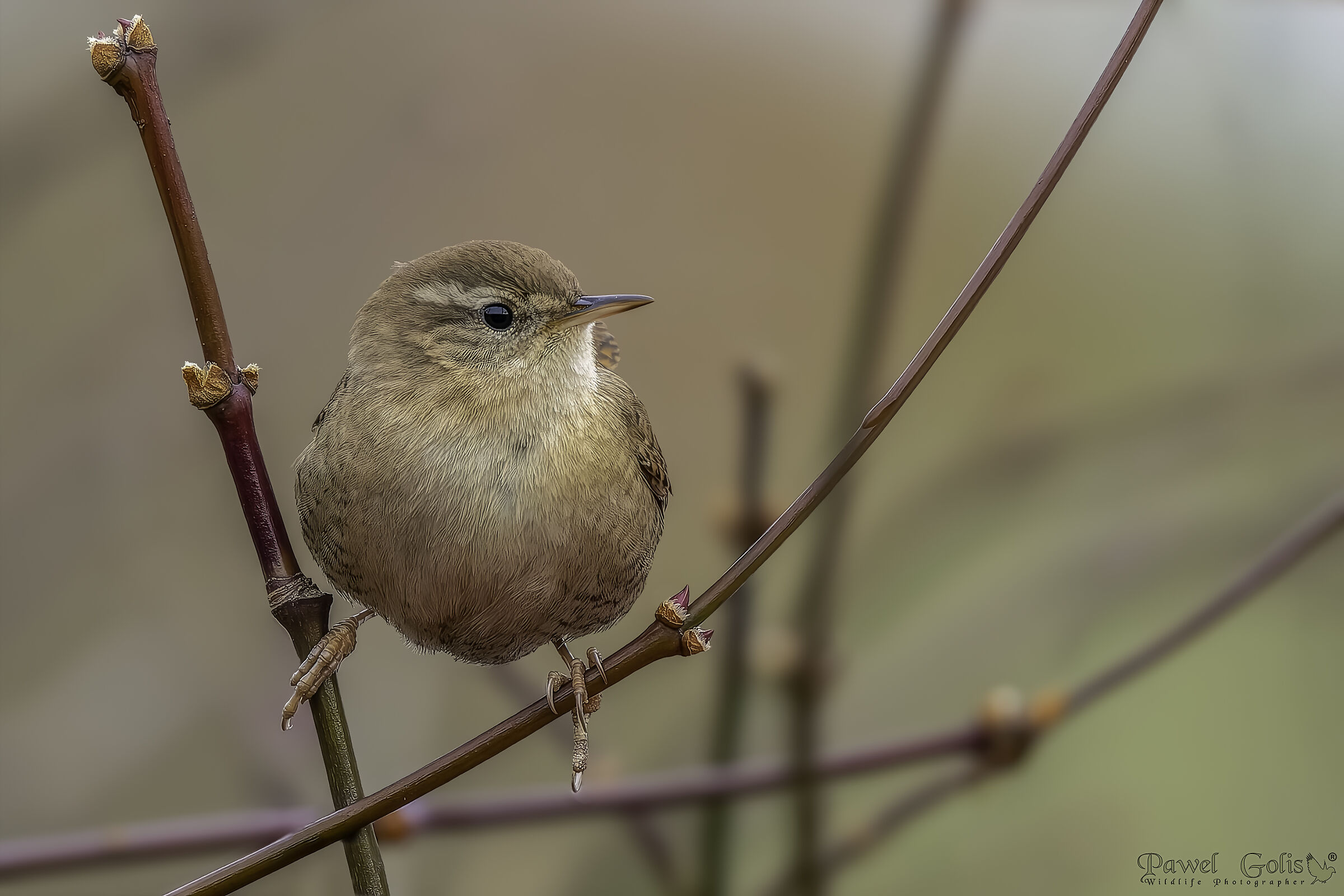 Eurasian Wren ( Troglodytes troglodytes)