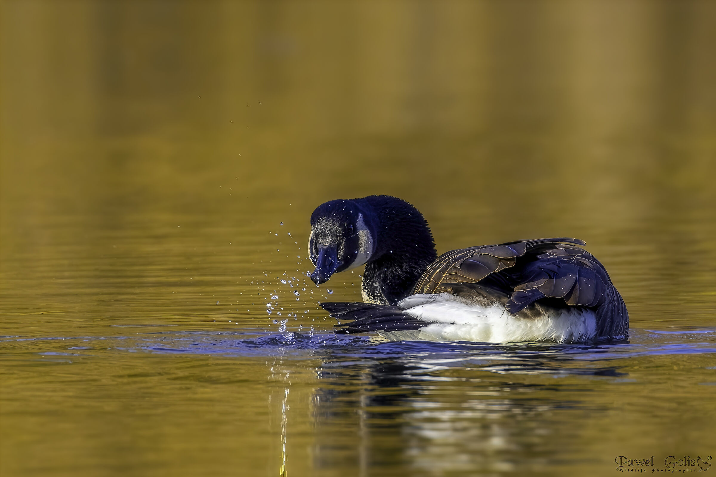 Canada goose (Branta canadensis)