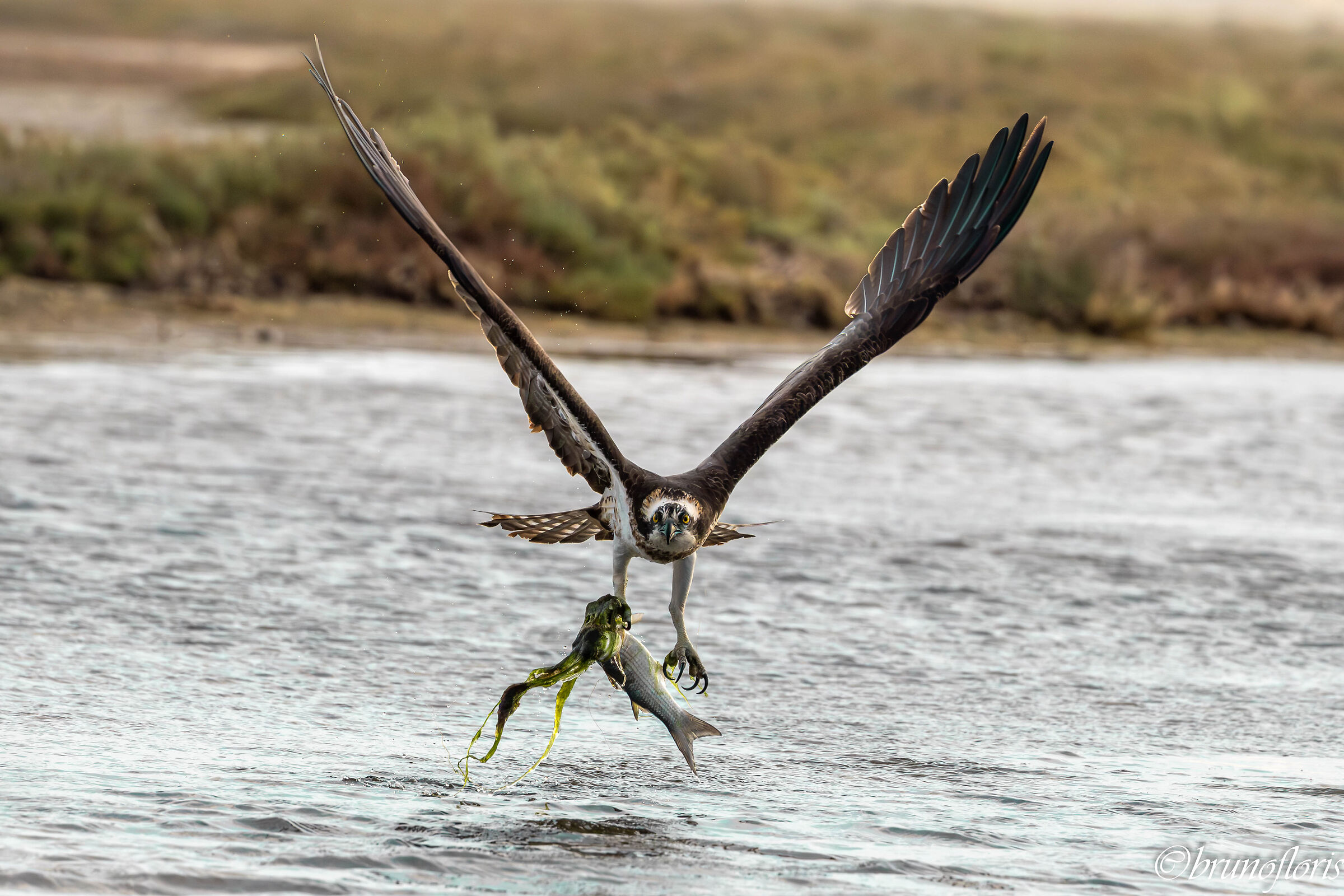 Falco pescatore con preda