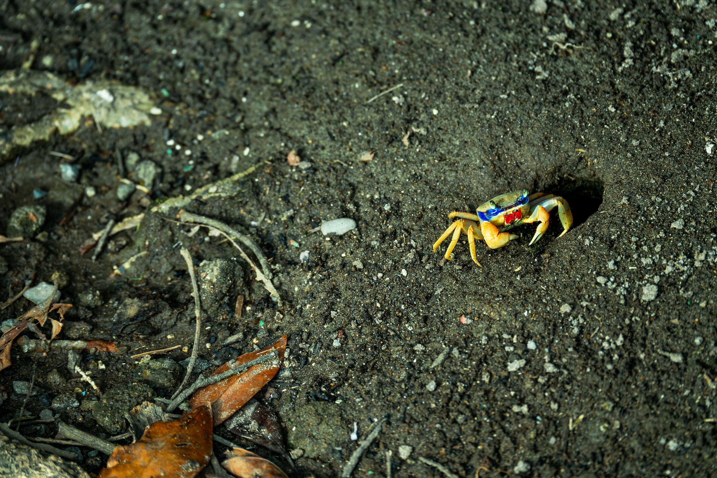 Rainbow crab