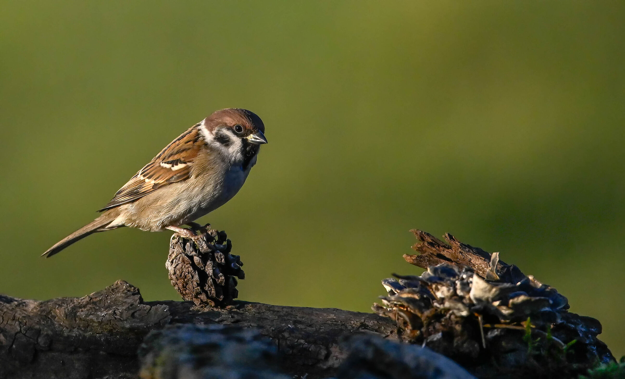 Wild Sparrow