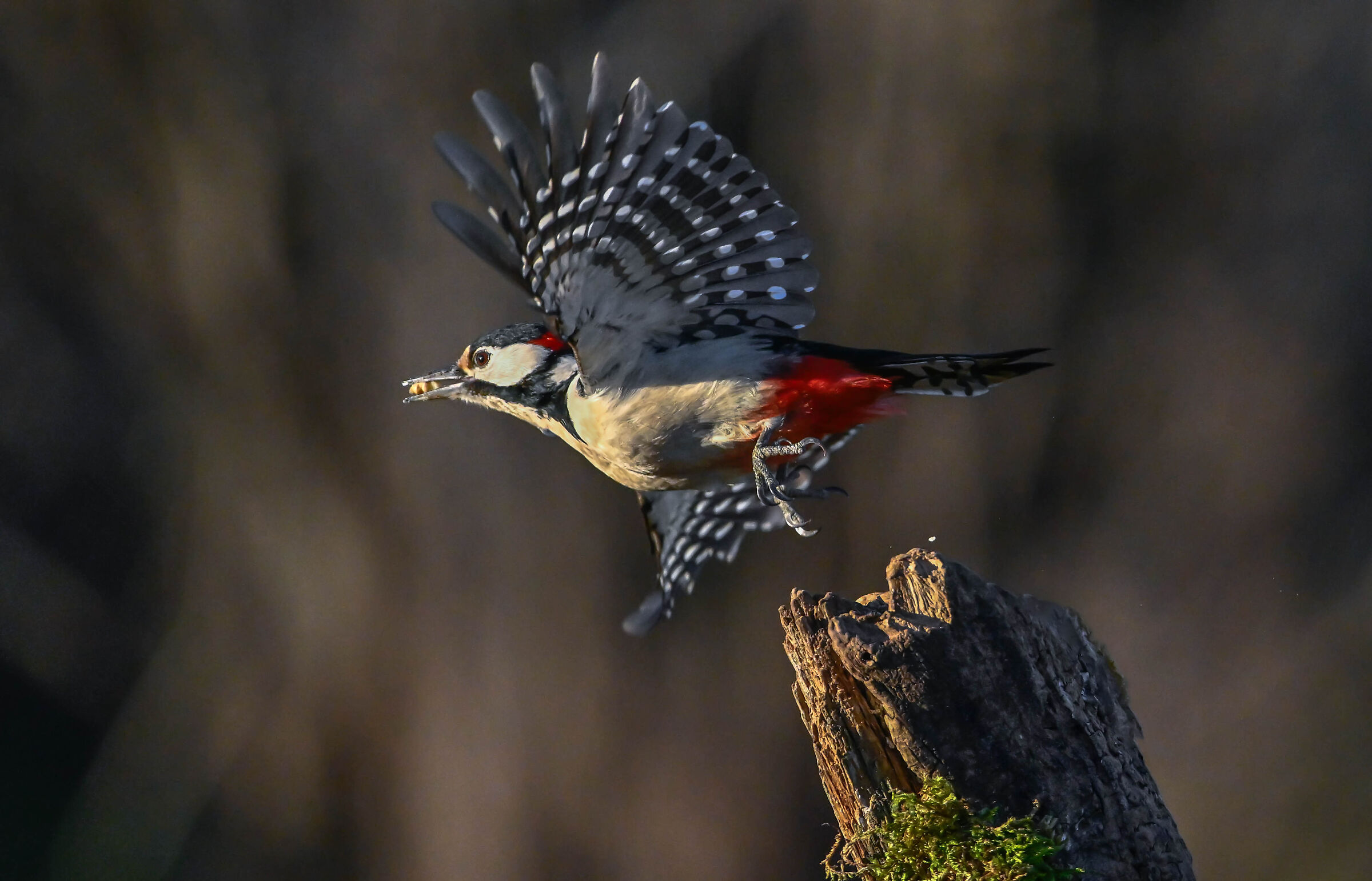 Spotted woodpecker #capannocora