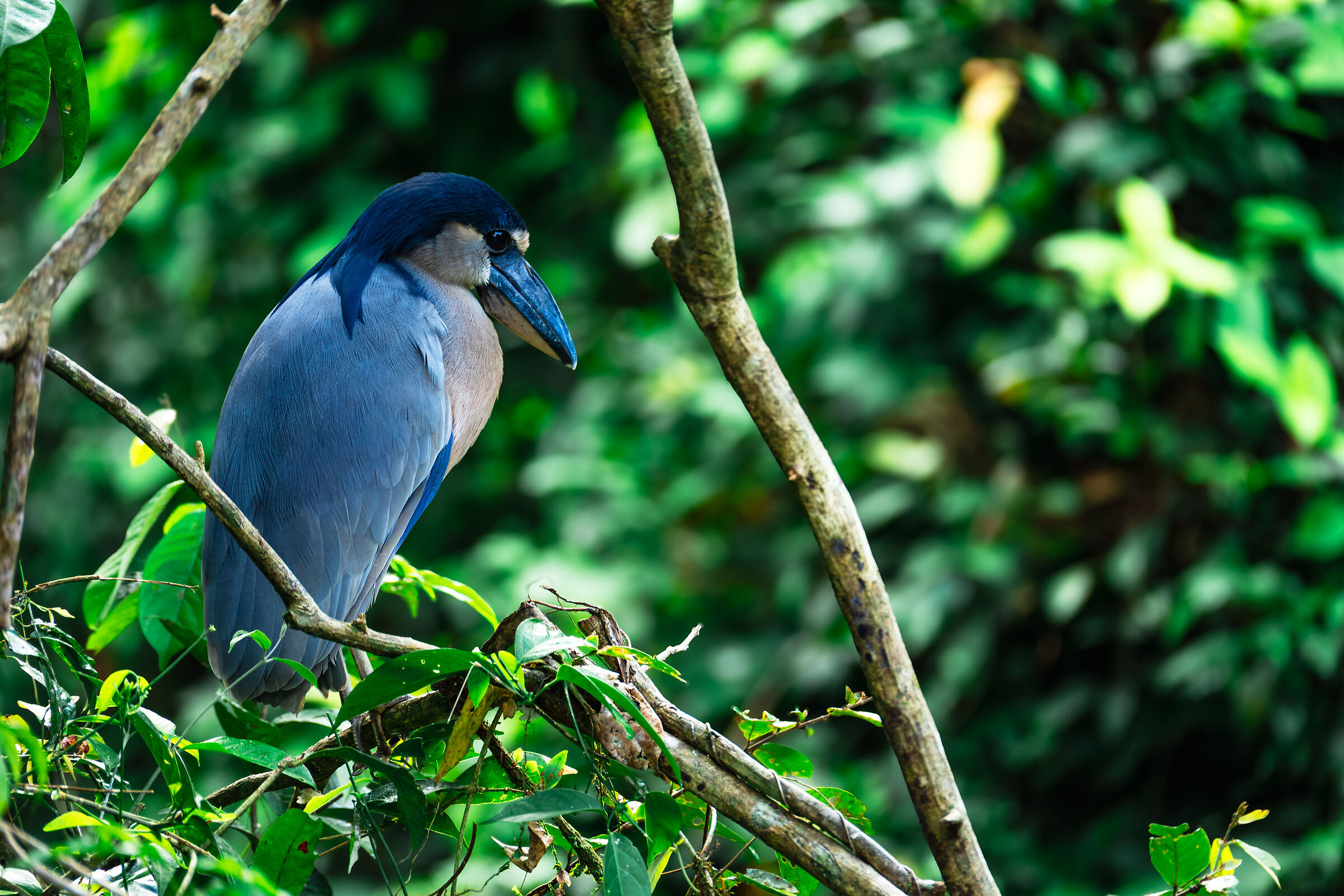 Boat-billed heron