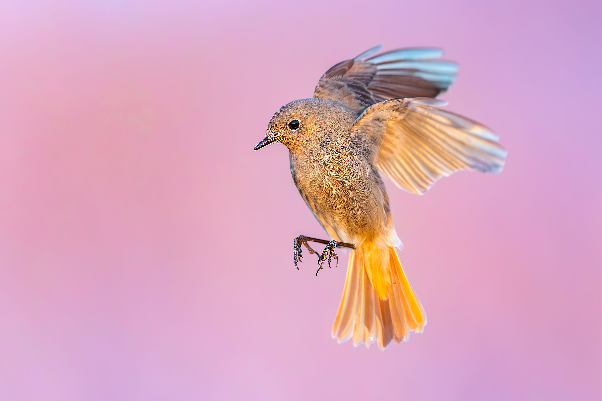 Redstart Chimney Sweep F.