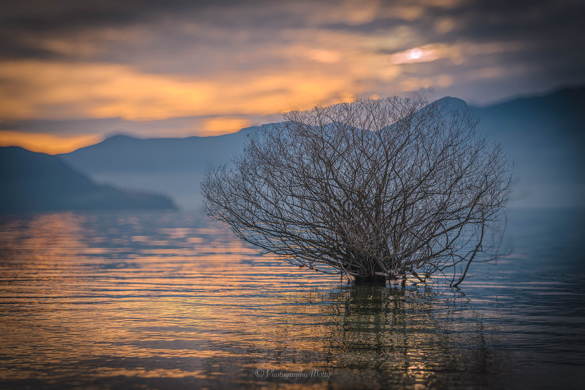 A tree sprouts at sunset
