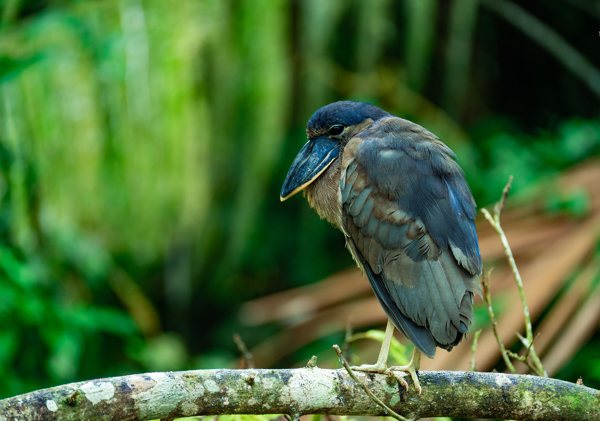 Boat-billed heron