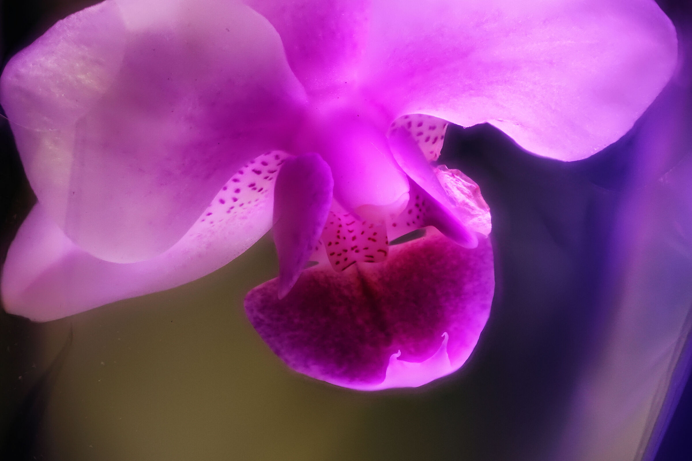 Orchid