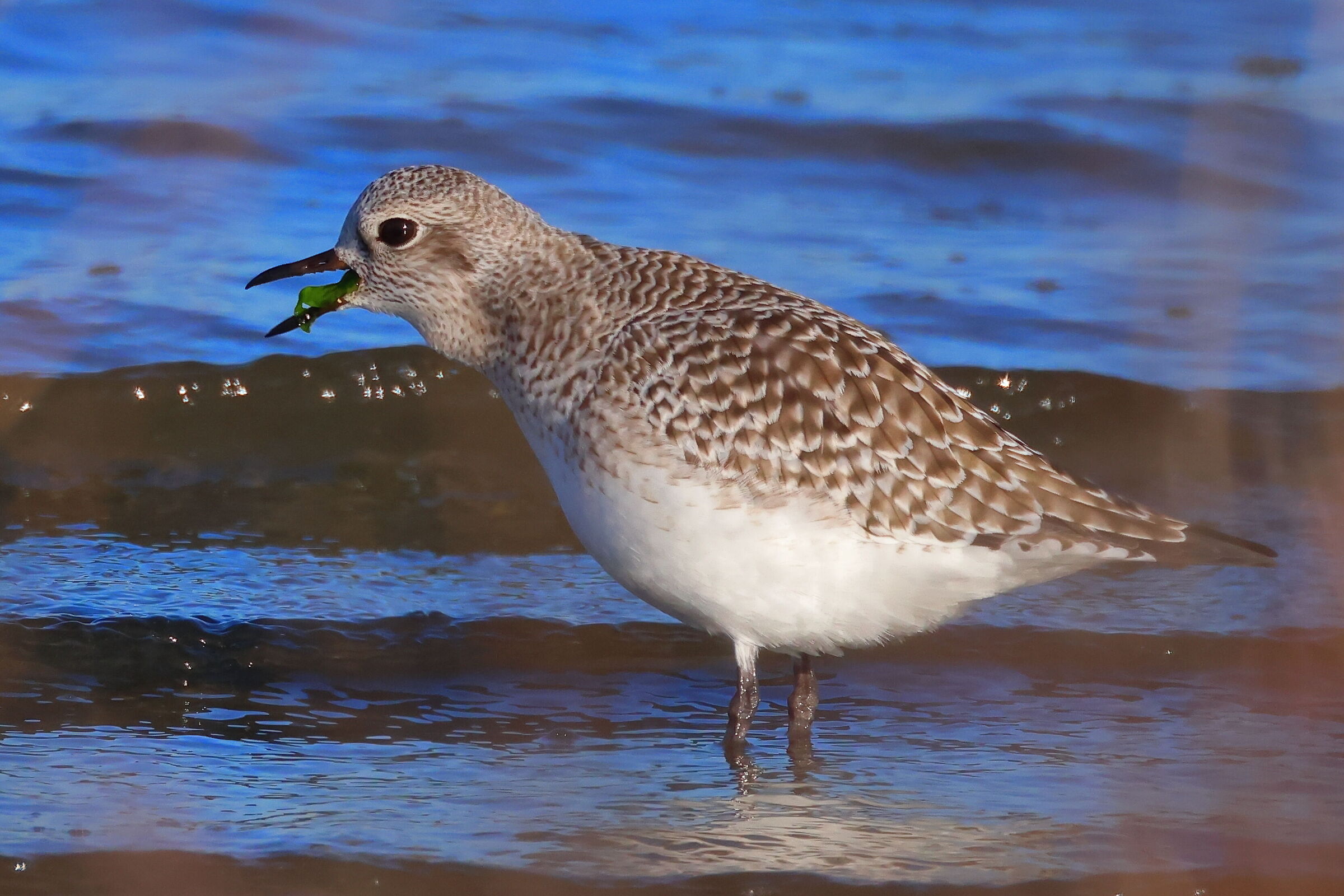 Plover
