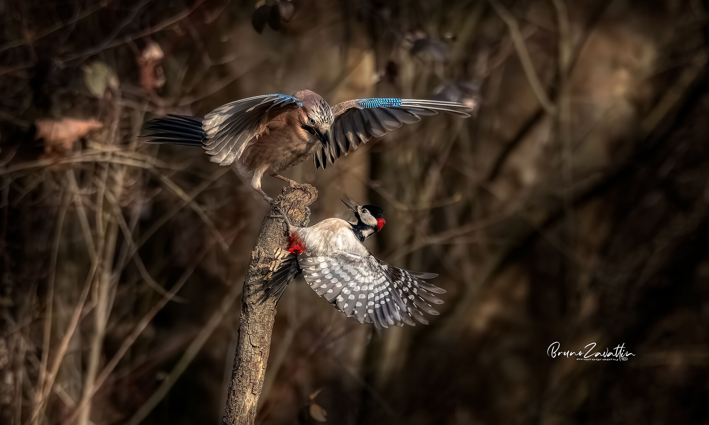 Ghiandaia VS Picchio rosso maggiore