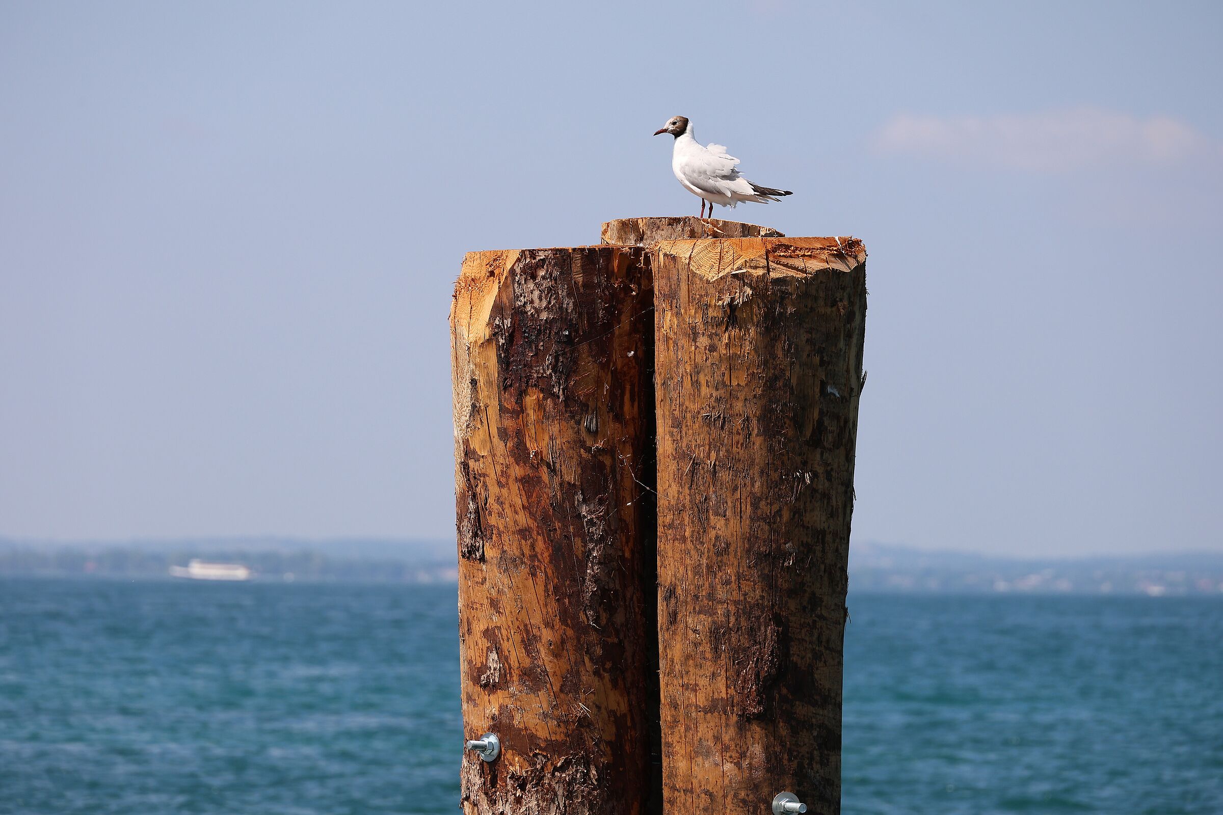 Lazise