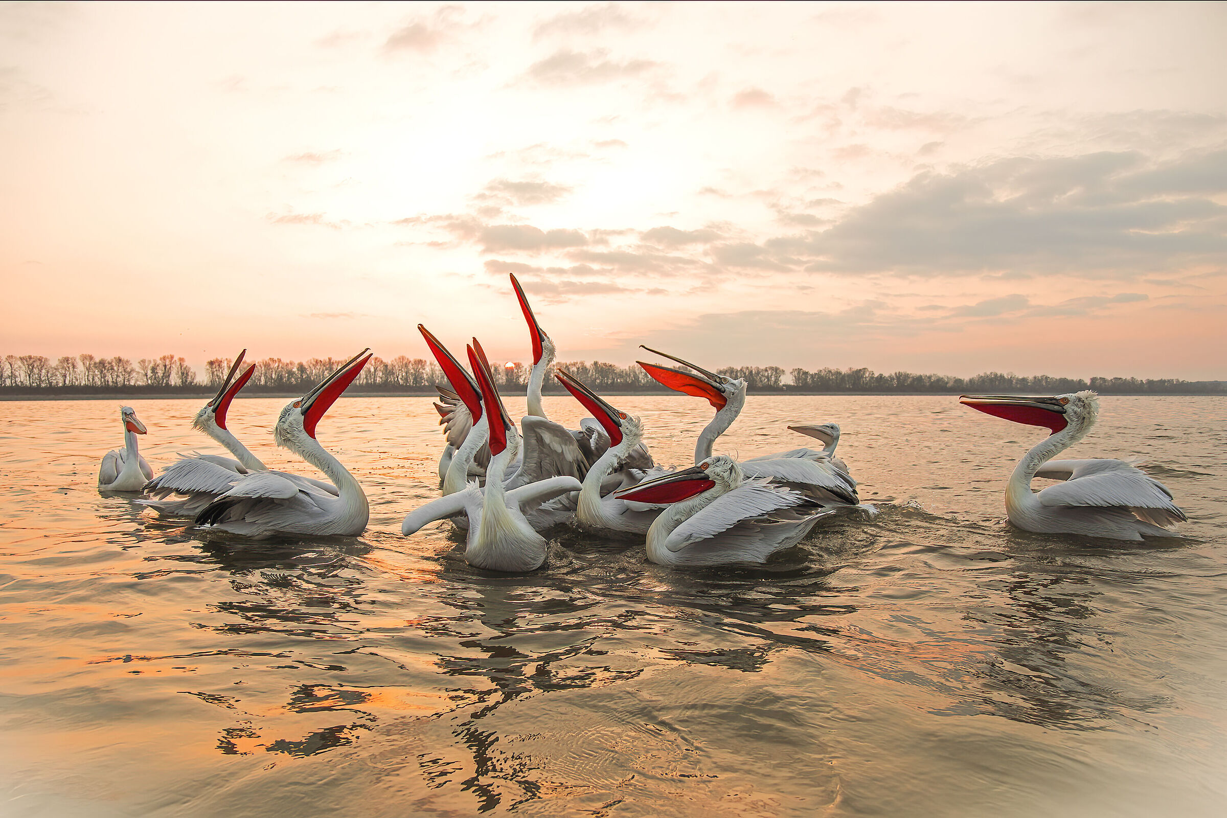 Pellicani ricci al sorgere del sole