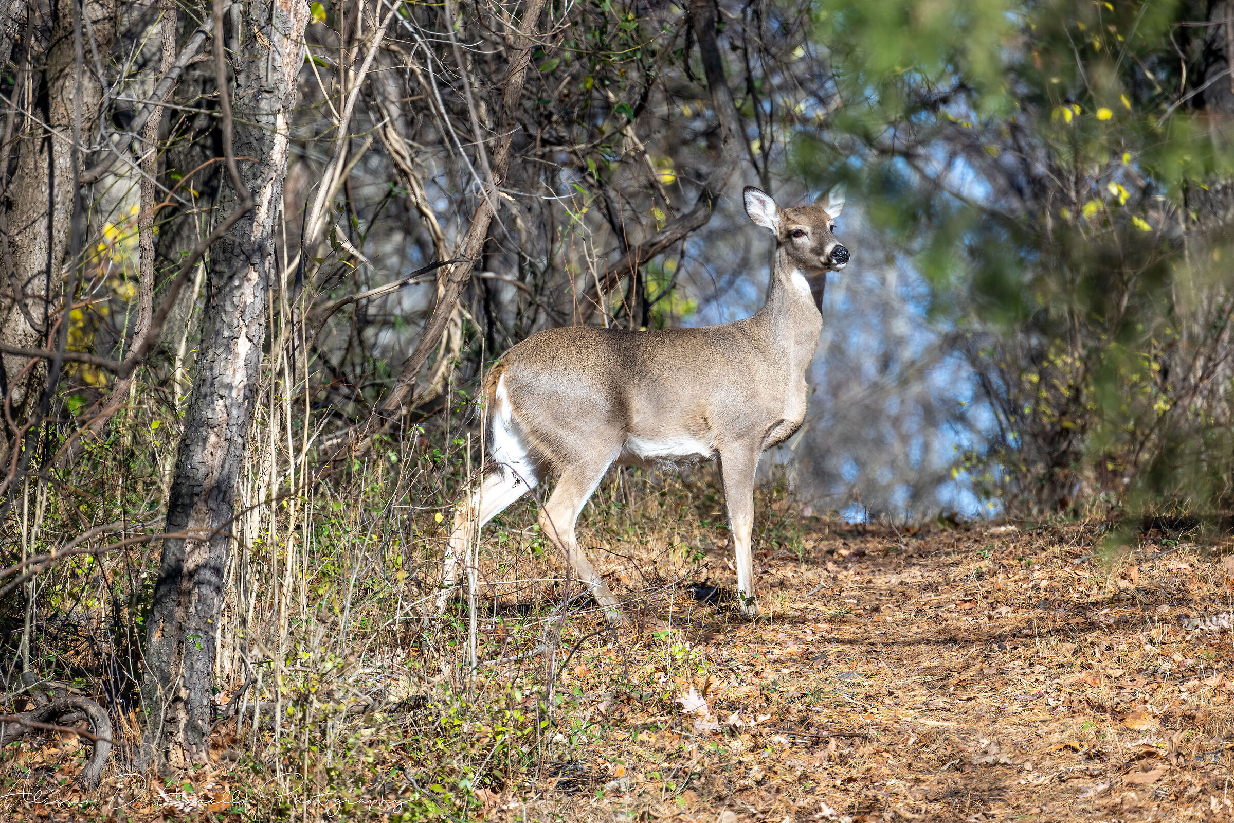 white-tailed deer