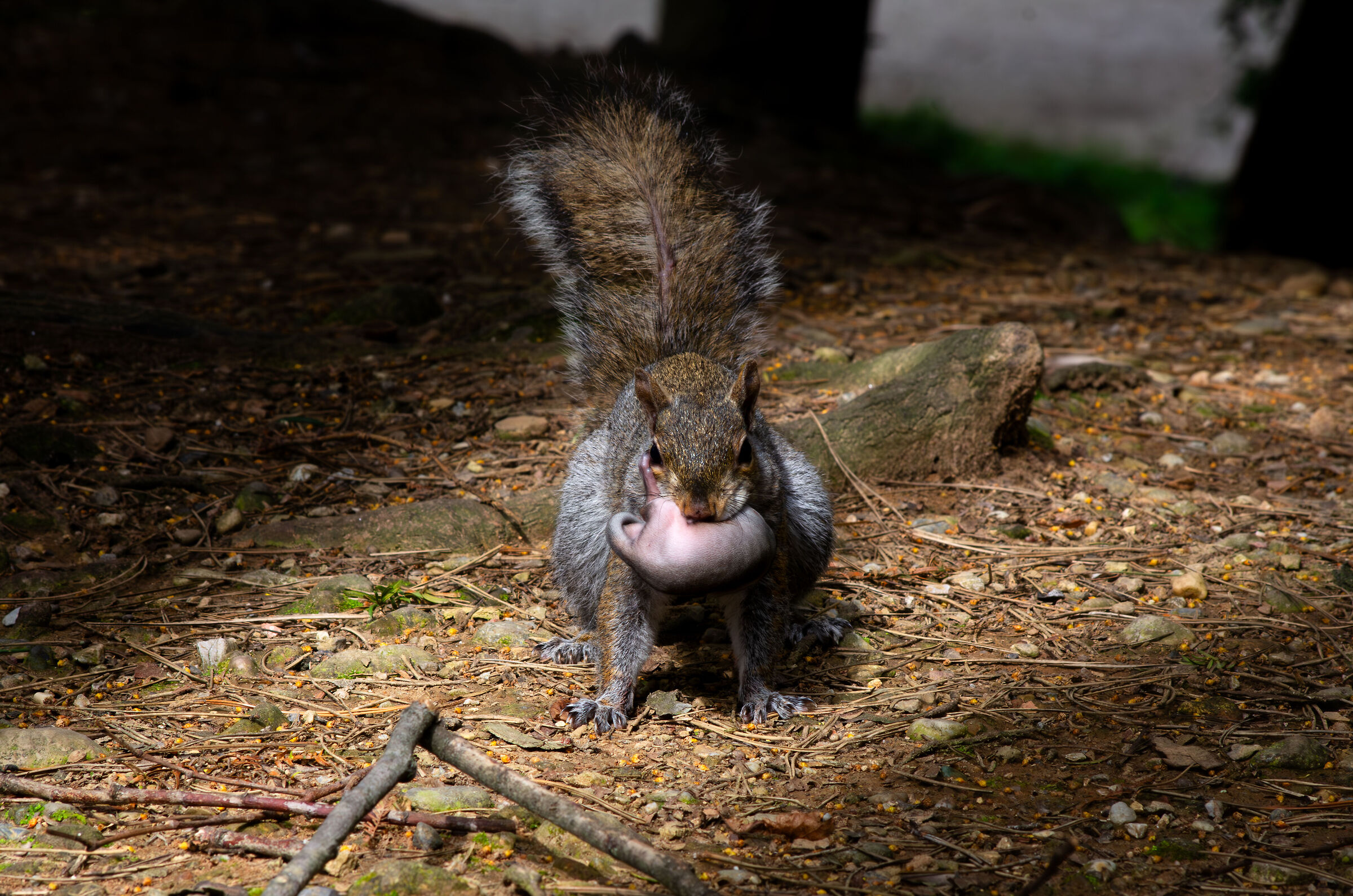Mom squirrel with little one