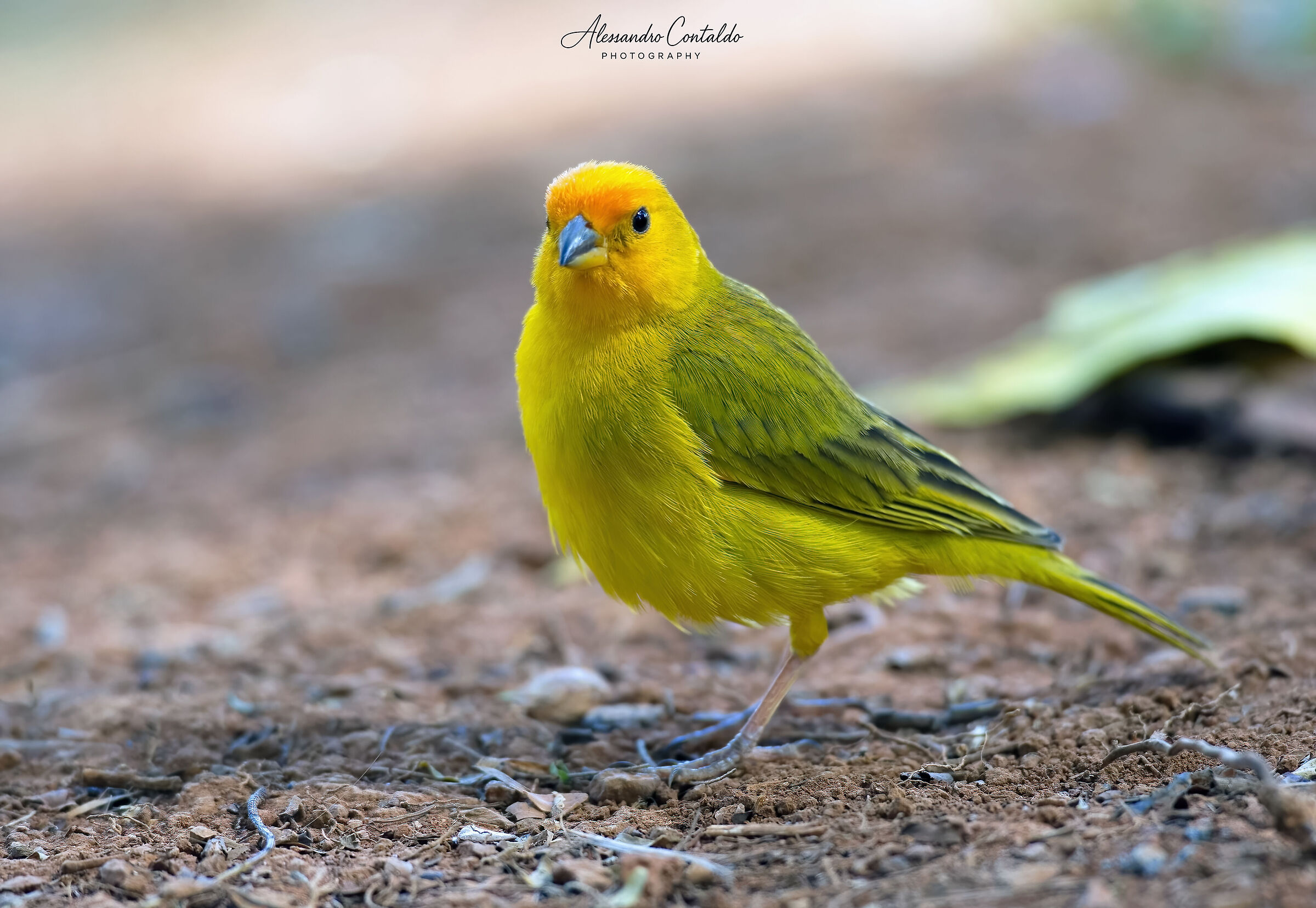 Saffron canary
