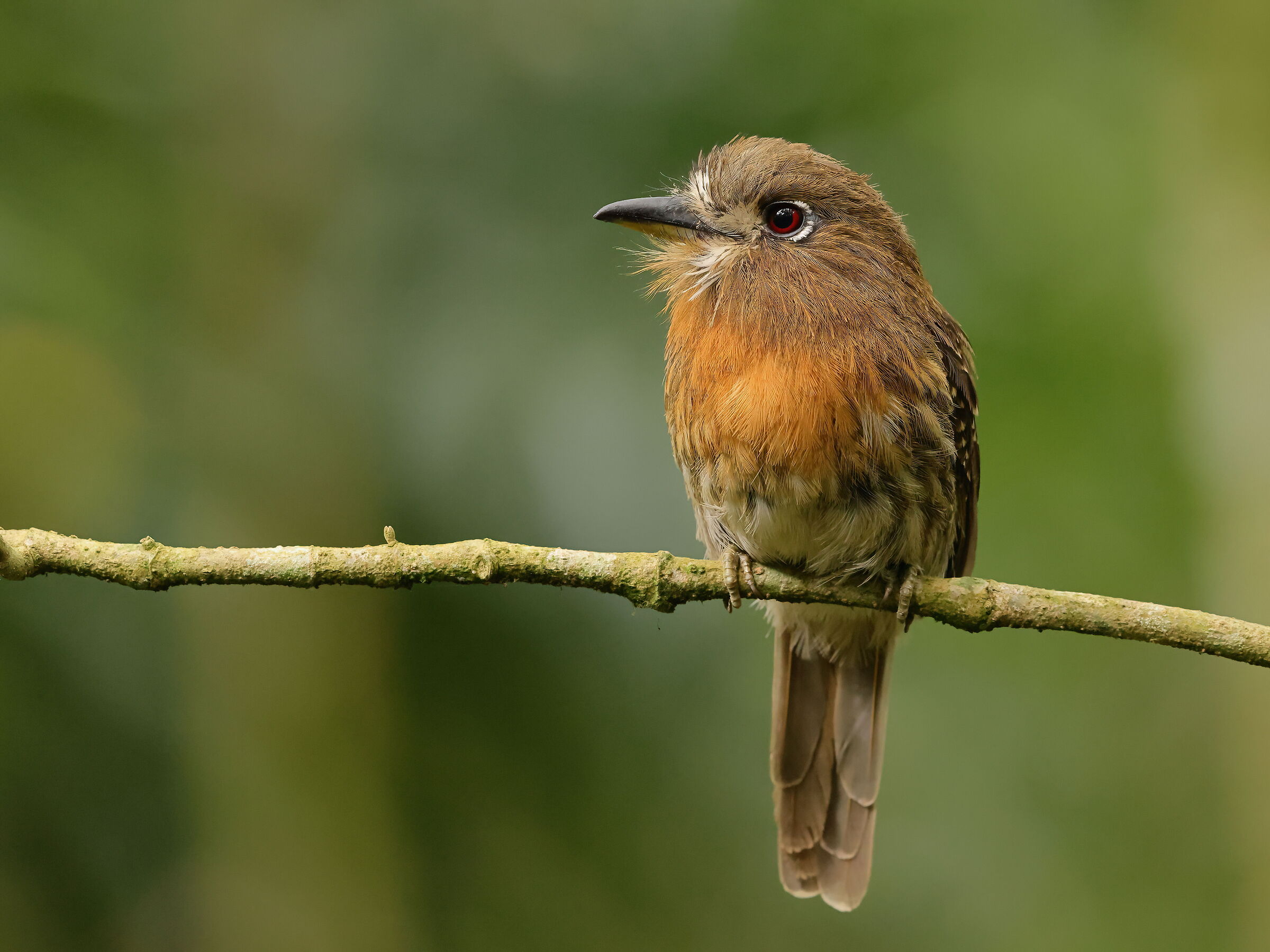 Down jacket from moustaches