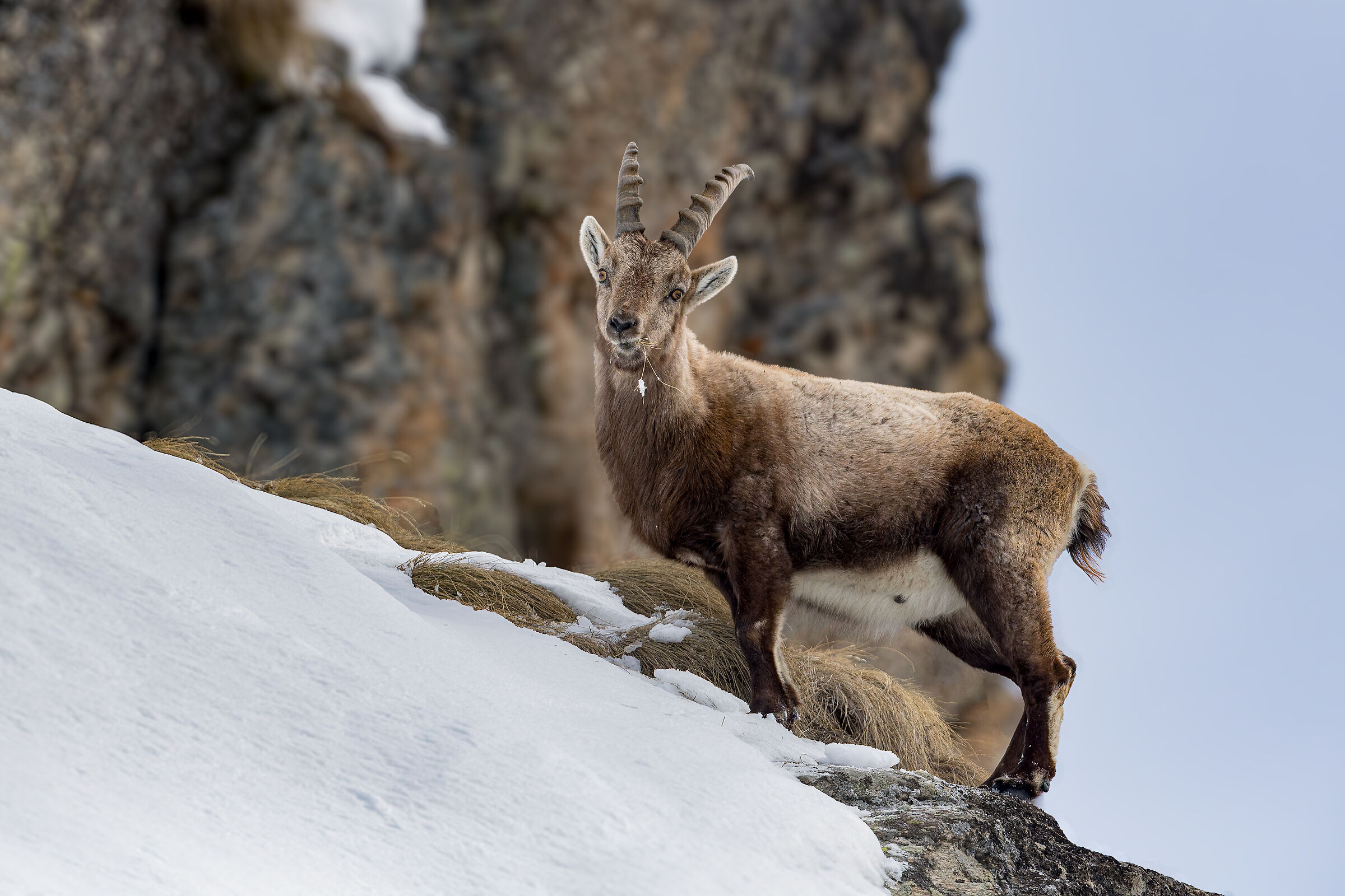 Ibex - Gran Paradiso National Park - Piedmont