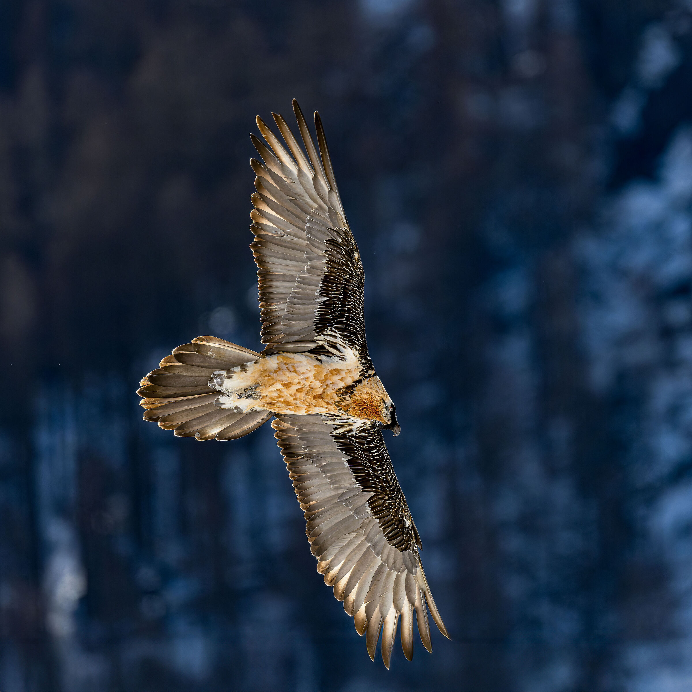 Gypaetus Barbatus - Parco Nazionale Gran Paradiso