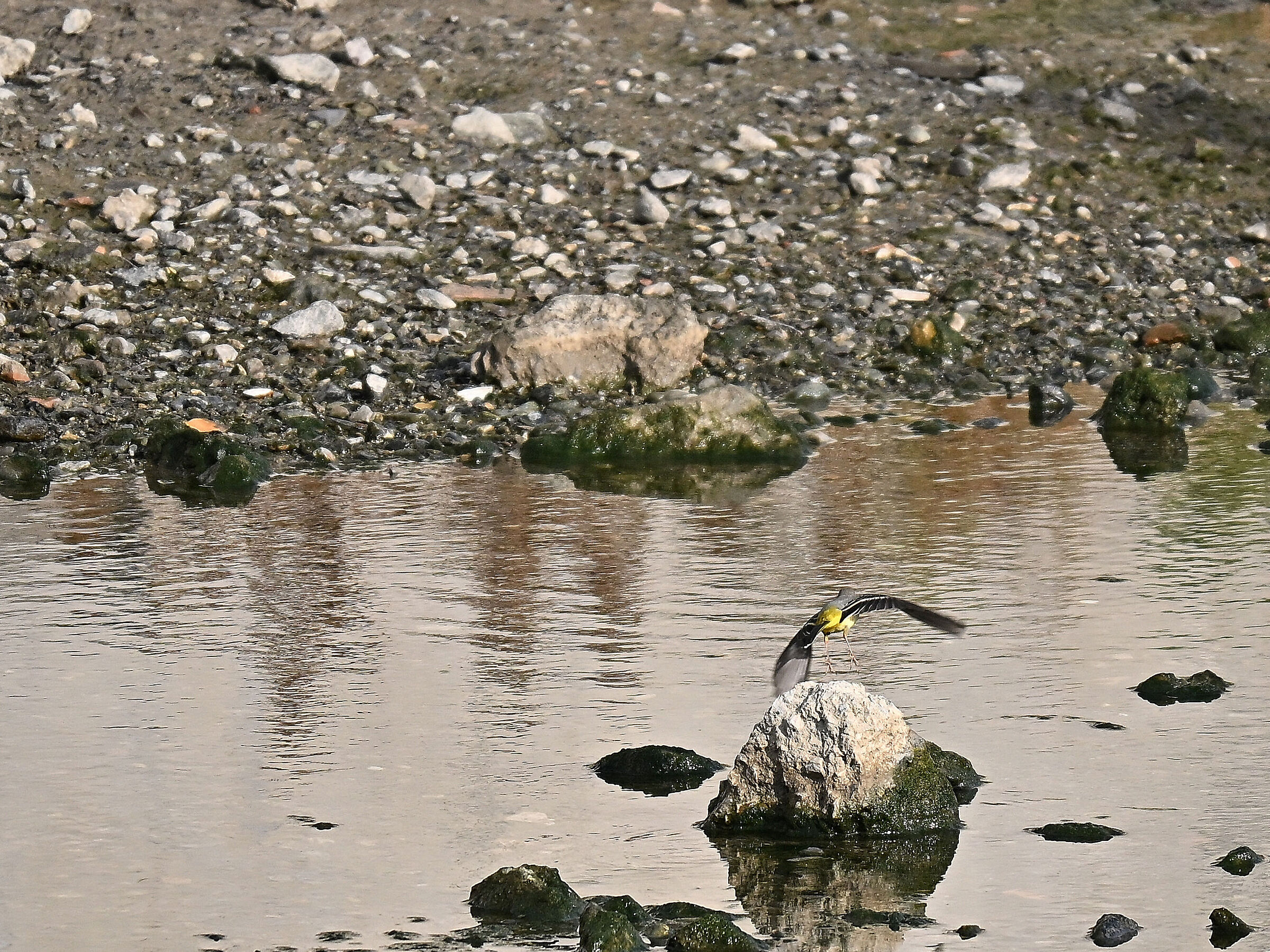 Yellow Ballet Wagtail