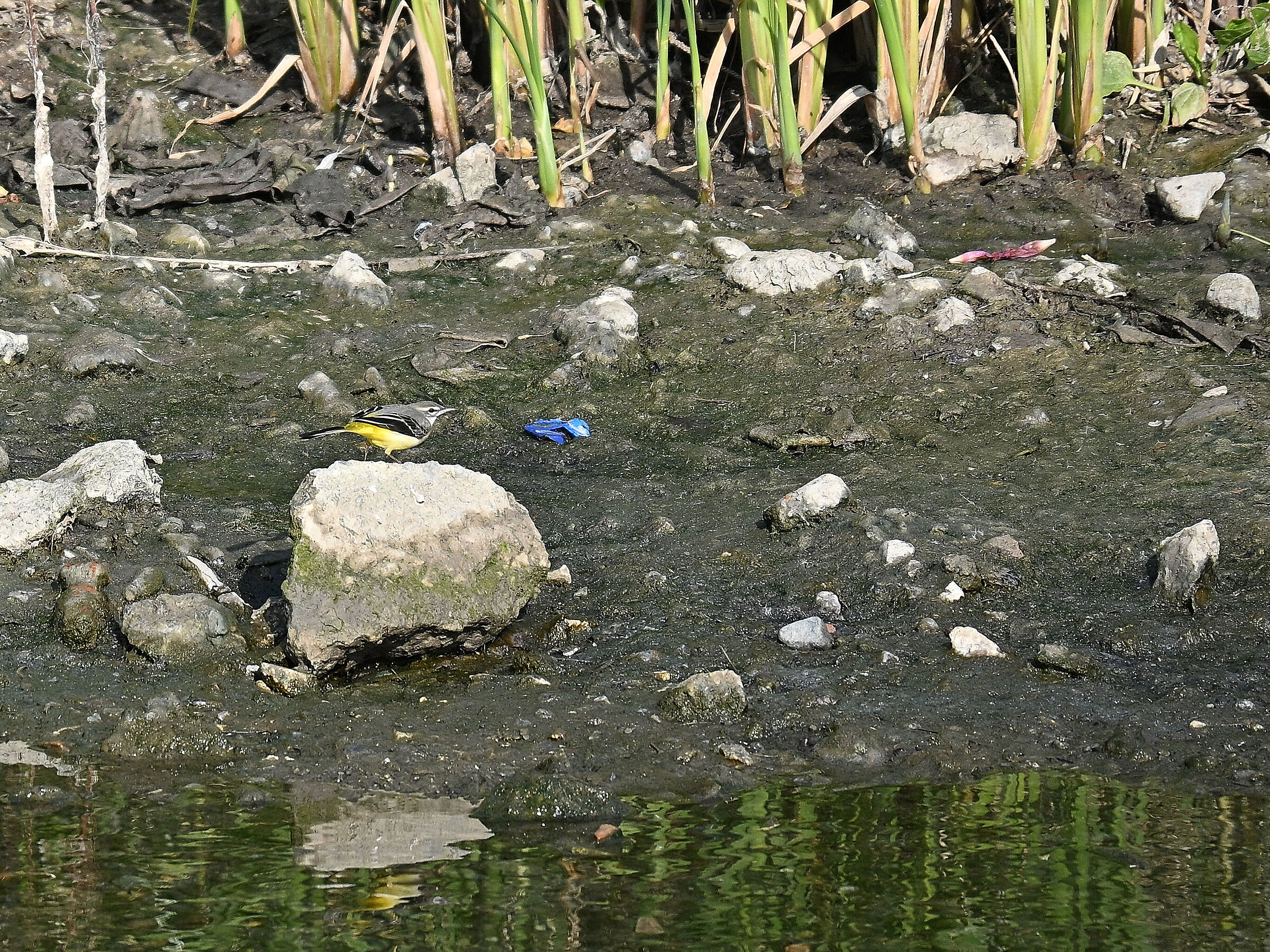 Yellow Ballet Wagtail