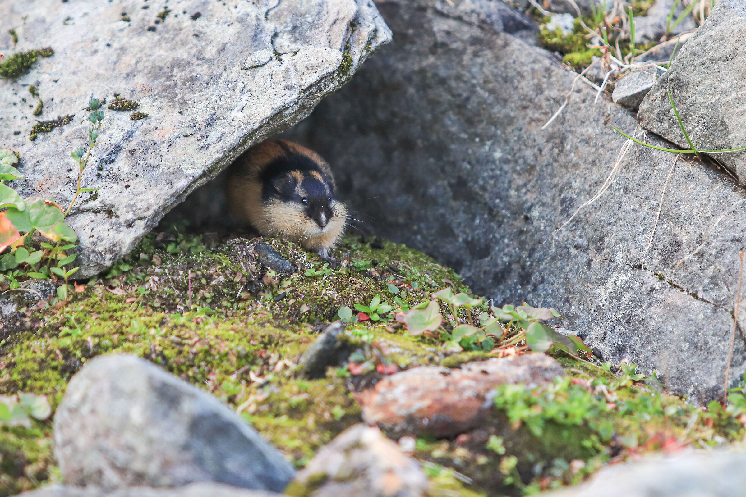 Lemming