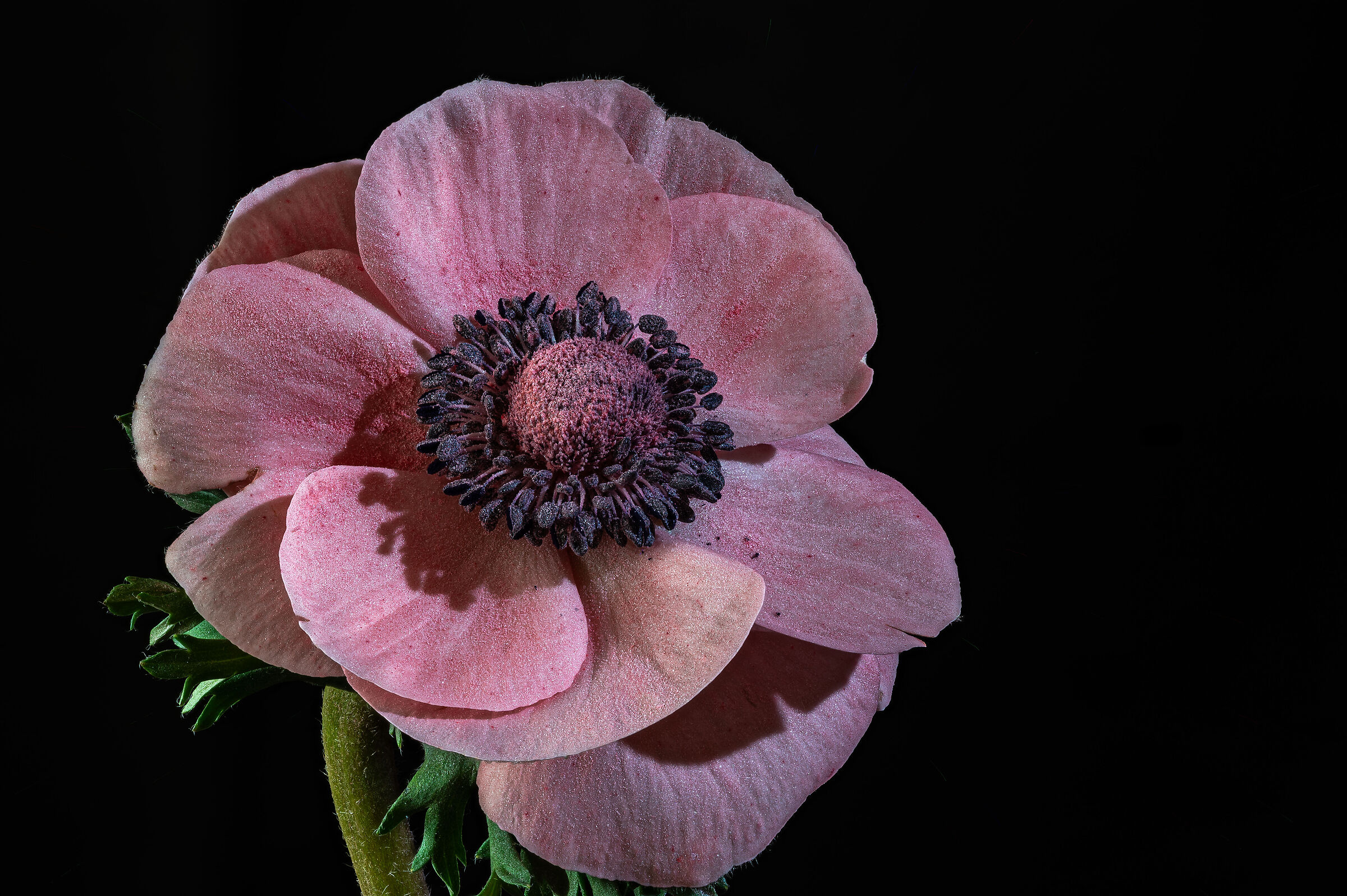 Anemone